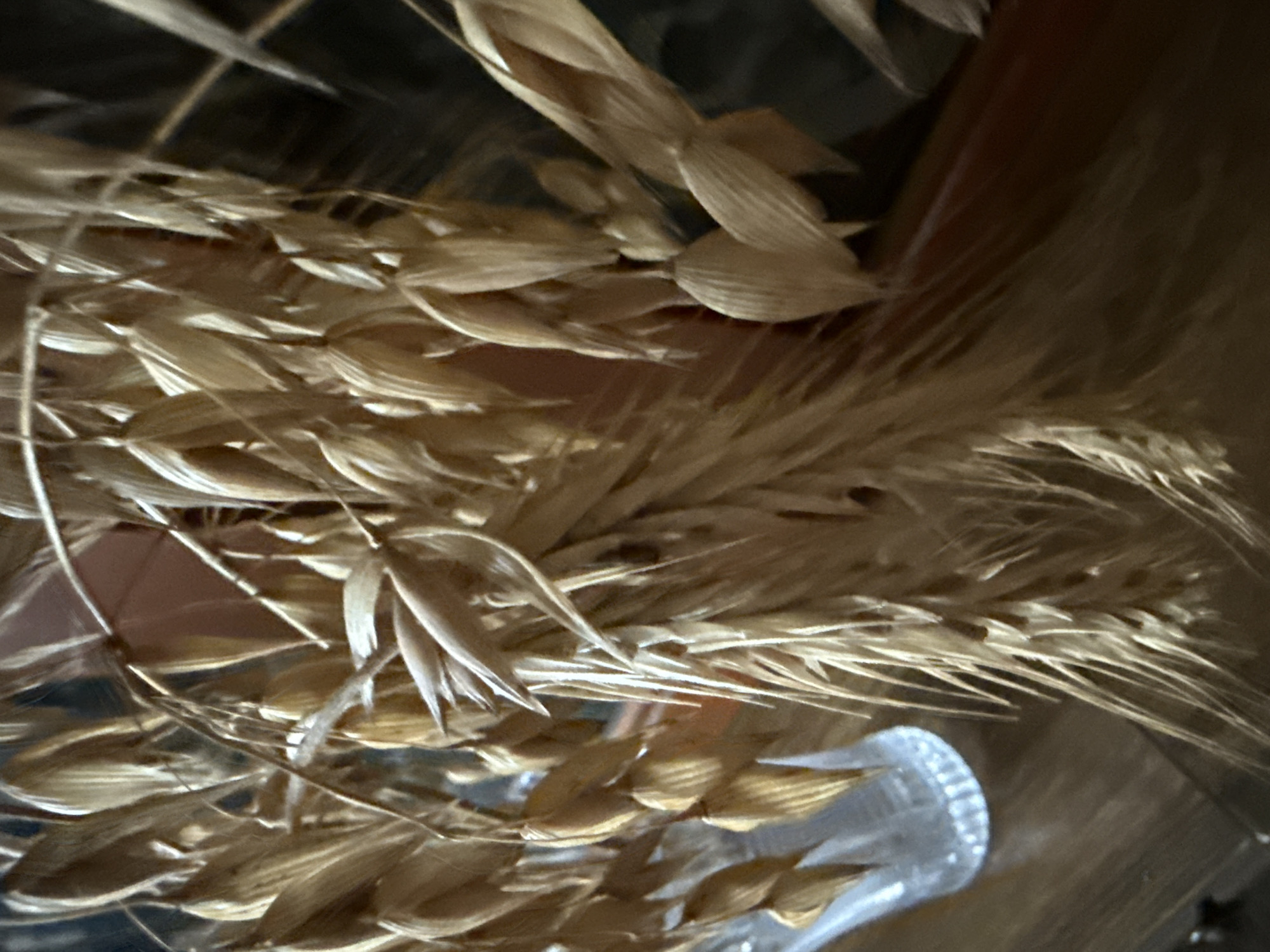 The image shows a close-up view of dried oat stalks. The stalks are a light golden brown color and appear to be bundled together. Some of the oat grains are visible, and the overall texture is dry and brittle. In the background, a portion of a clear glass vase can be seen on the left, and a reddish-brown surface, possibly a table or countertop, is visible below the stalks. The lighting is dim, casting shadows and highlighting the textures of the oats. The scene is static and does not depict any action or interaction. The image does not provide any information about the location in the city of Rudamina, Lithuania, or any specific context.