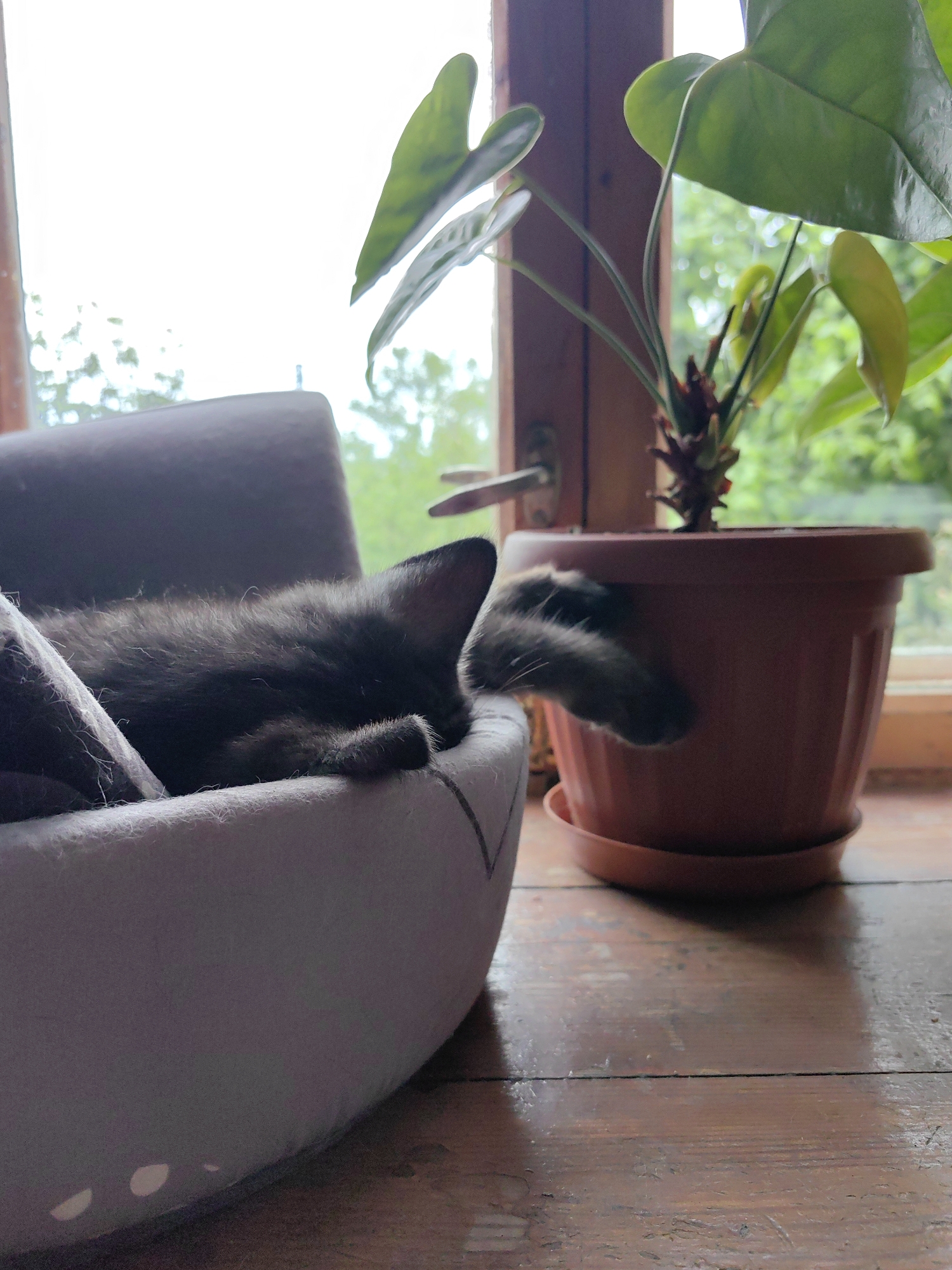 A black kitten is asleep in a gray pet bed, positioned on a wooden surface adjacent to a potted plant with green leaves. The plant sits in a brown pot with a saucer on a windowsill. Outside, a blurred view of trees is visible through the window. The location is indoors.