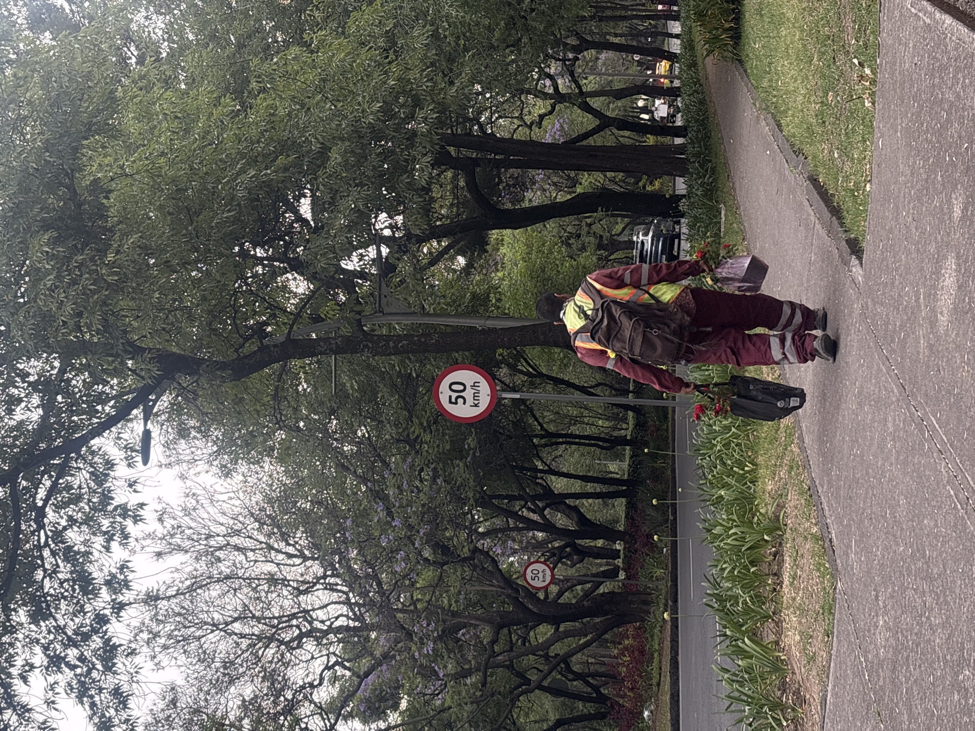 The image shows a street scene in Mexico City, Mexico. A man wearing a high-visibility vest and dark clothing is walking on a sidewalk next to a street lined with trees. He is carrying a bag and what appears to be flowers. A road sign indicates a speed limit of 50 km/h. The sidewalks and road are bordered by patches of grass and trees. The trees are large and mature. A line of cars can be seen parked in the background.