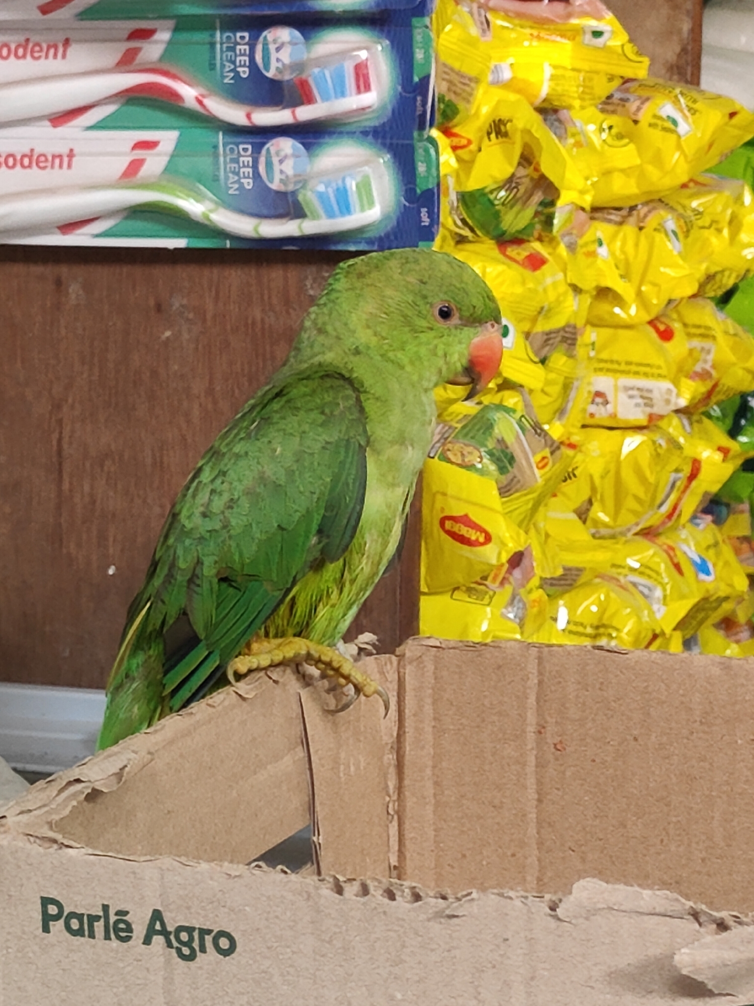 The image depicts a green parrot perched on the edge of a cardboard box. The parrot is positioned in the foreground, facing left with its head slightly turned towards the viewer. Its plumage is predominantly green with some darker markings on its wings. Its beak is orange. In the background, there are stacks of yellow packets, likely instant noodles, and packages of toothbrushes. The overall environment appears to be a retail or storage space. The cardboard box has text that reads "Parlé Agro." The scene is lit by artificial light, casting shadows. The location is stated to be in the city of Gurgaon, India.