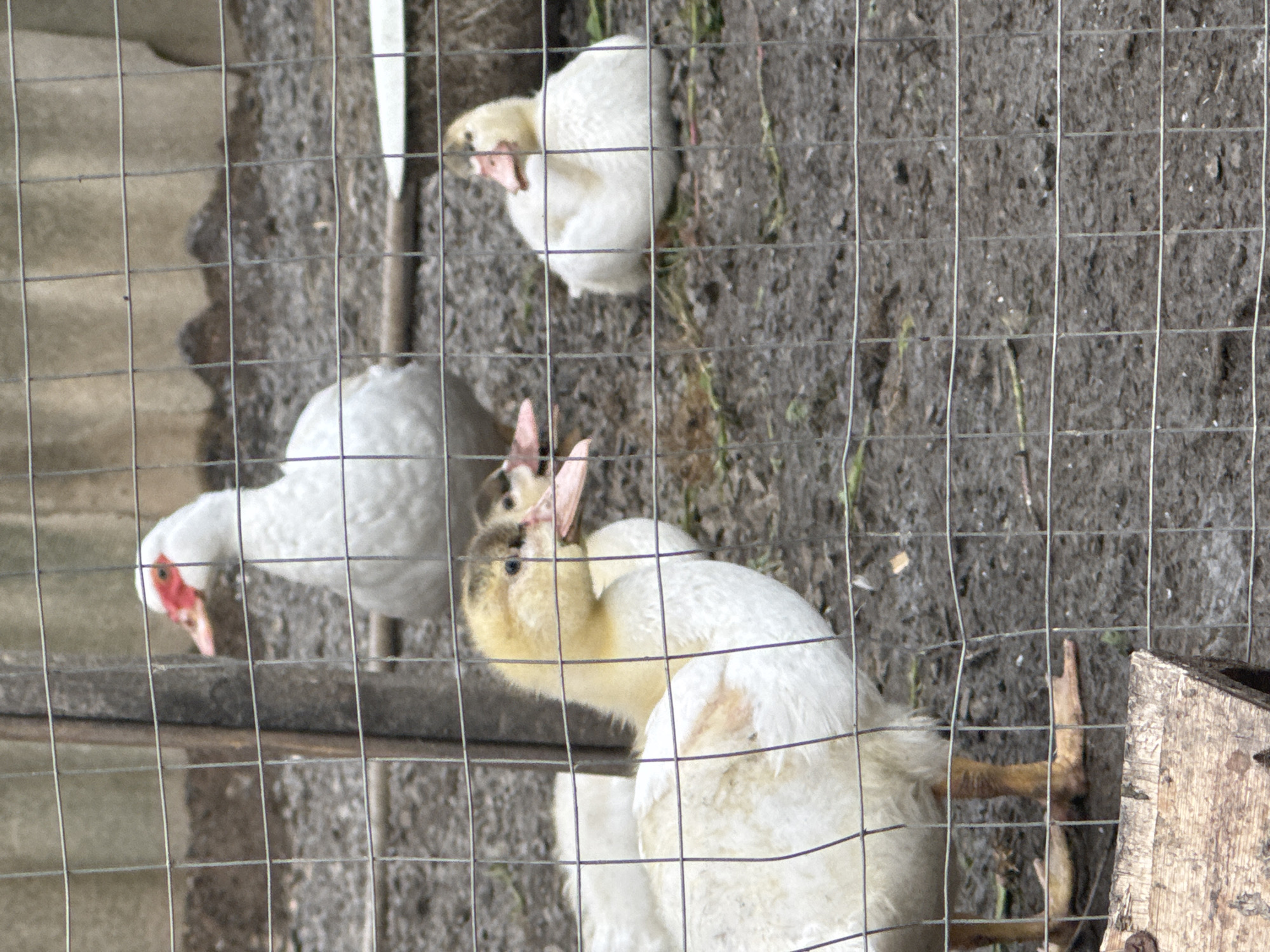A group of ducks are contained within a wire fence. In the foreground, a light-colored duckling with yellow down and white feathers stands on its orange legs, its beak slightly open. Behind it, two more ducklings are visible, one appearing to be slightly behind and to the right of the first. Further back, a larger white duck with a red face stands looking to the left. The ground is muddy and appears to be dirt with some sparse green vegetation. The background consists of a grey, textured surface, possibly a wall or fence. The overall scene is an outdoor enclosure for waterfowl.
