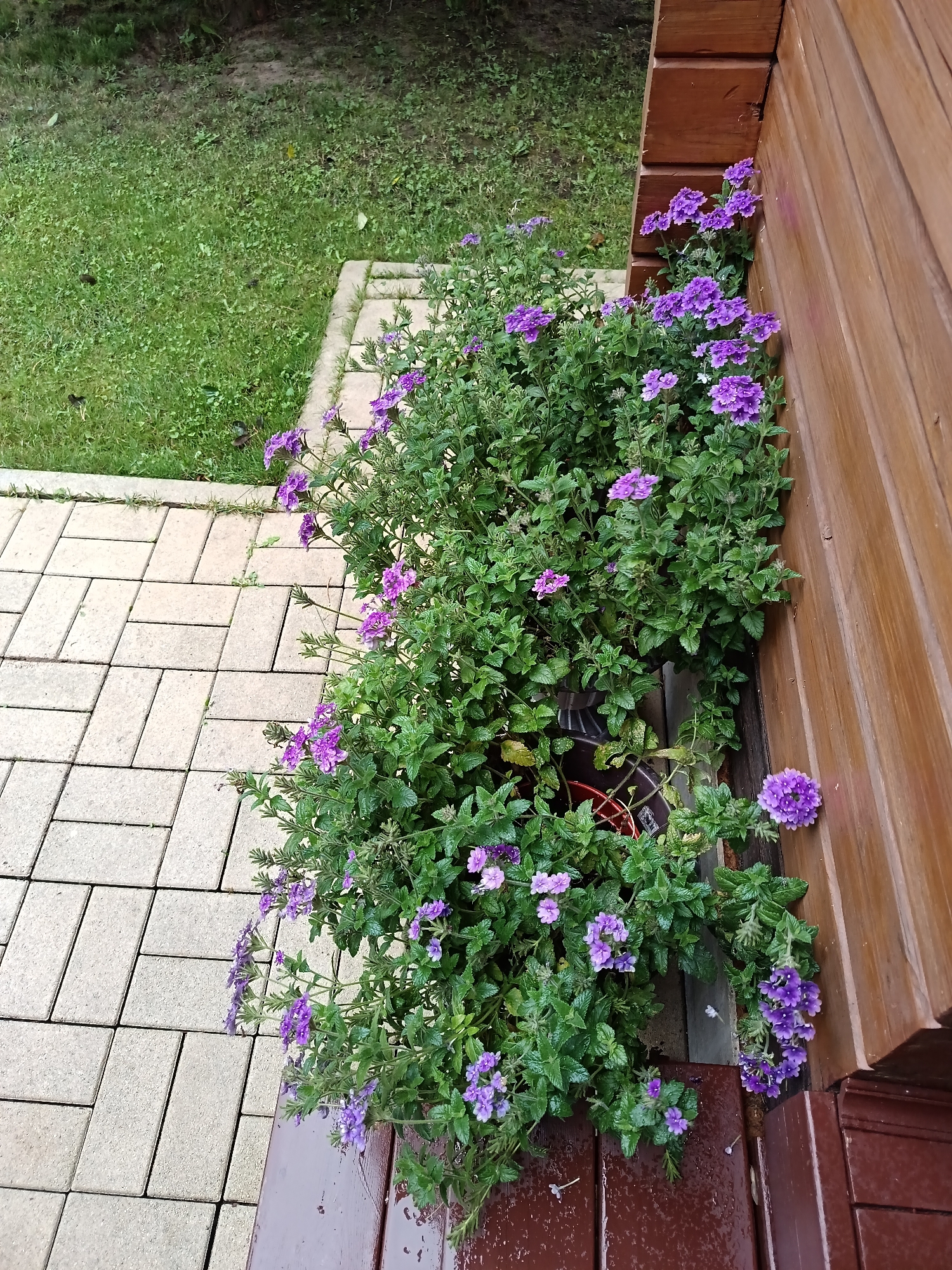 In Krasnyi Posyolok, Russia, a close-up, eye-level shot captures a planter box filled with lush green foliage and vibrant purple flowers, nestled against a wooden wall. The wooden wall, with its horizontal planks, exhibits a rich brown hue, some planks showing wear and tear, and a section appearing to be a corner or edge of a structure. To the left of the planter, a path of light beige rectangular paving stones is laid out, with a strip of green grass bordering it on the far left. The paving stones are arranged in a staggered pattern, suggesting a walkway or patio. The planter box itself is partially visible, revealing a red plastic pot inside. The overall scene is outdoors, likely in a garden or yard, with a slightly overcast or shaded atmosphere contributing to the muted tones of the grass and stones. There are no people or animals visible in the image.