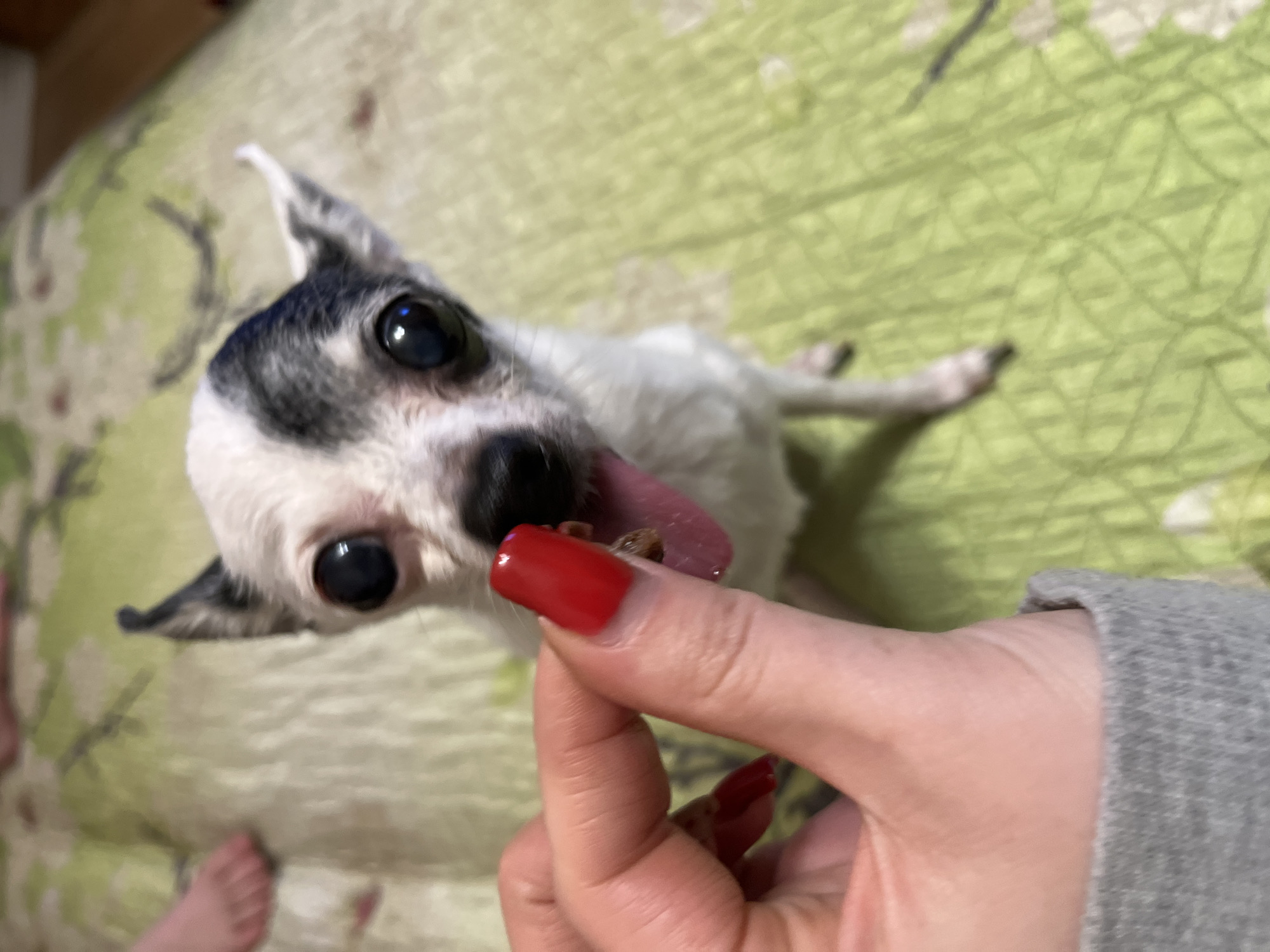A close-up shot depicts a small, white and grey chihuahua with large, dark eyes and its tongue sticking out. The dog is positioned towards the upper left of the frame, with its head tilted upwards, anticipating a treat. A hand with red fingernails holds a small, brown treat near the dog's mouth. The person wearing a grey long sleeve, with their foot showing to the left and wearing no shoes. The background is a soft, green fabric with a subtle pattern. The location is Unknown, Unknown.