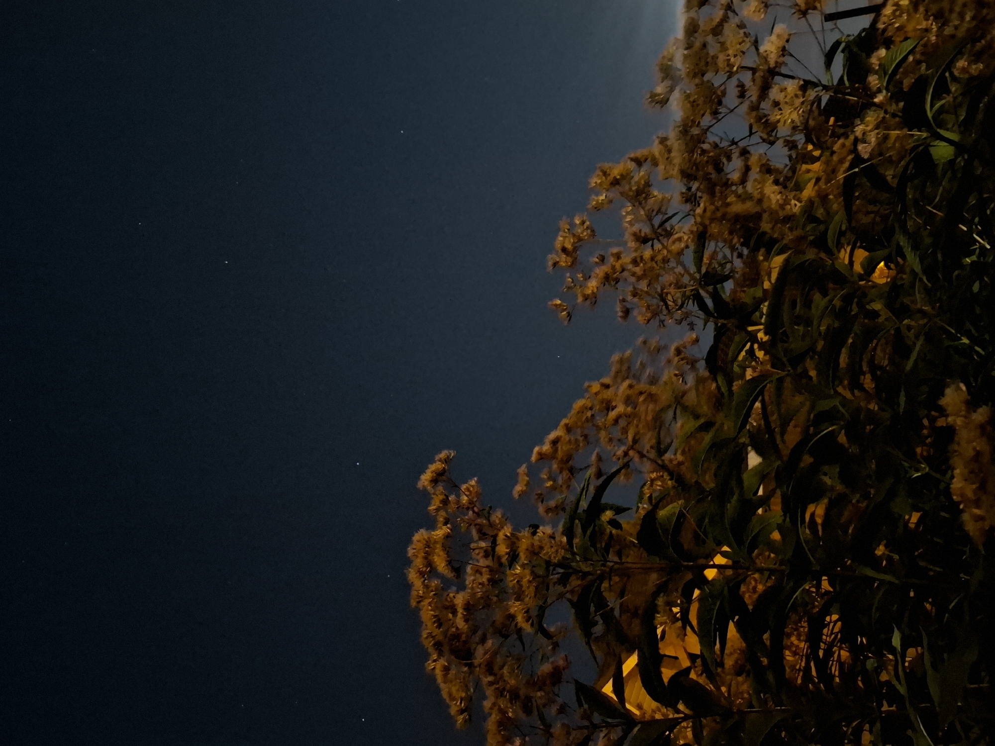 A low-angle, medium shot captures a nighttime view of tall, dry, golden-brown plants with seed heads and dark green leaves in the foreground. The plants are illuminated by an unseen artificial light source, possibly from a building to the left, which casts warm orange and yellow tones on the foliage. In the background, the deep blue night sky is visible, with several faint stars scattered across it. The image is devoid of any people or specific identifiable landmarks that would suggest its location within the city of Tyumen, Russia. The overall atmosphere is one of quiet evening or early night in an outdoor setting.