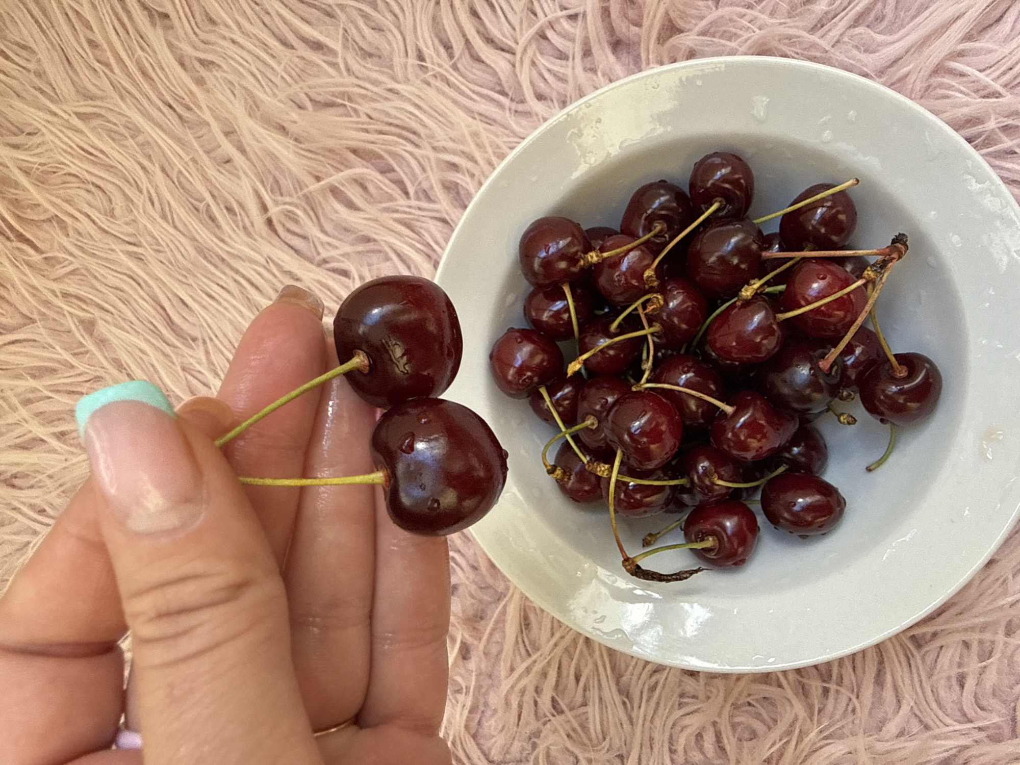 A hand with light-colored skin and a light blue french manicure is holding two dark red cherries with green stems over a white bowl filled with more dark red cherries. The cherries are wet, with water droplets visible on their surfaces. The bowl is sitting on a textured pink surface, possibly a fluffy rug or blanket.