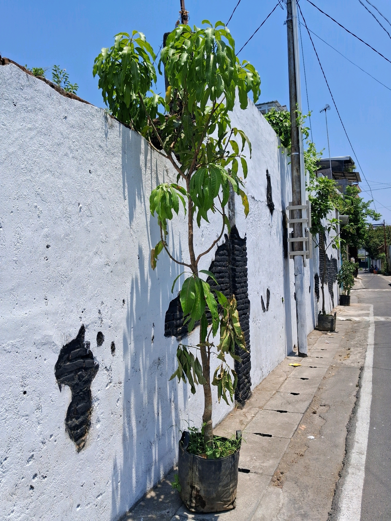 In Surakarta, Indonesia, a young tree in a black grow bag stands beside a weathered white wall. The wall, textured and showing signs of age, is marked with irregular black patches, suggesting burn damage or graffiti. A sidewalk with concrete slabs and drainage grates runs parallel to the wall, leading towards a paved road. A utility pole with numerous wires stretches upwards into the clear blue sky, casting shadows from the tree onto the wall. In the background, other buildings and greenery are visible, hinting at a residential or commercial area. The scene is illuminated by bright sunlight, creating strong contrasts and sharp shadows. No people are present.