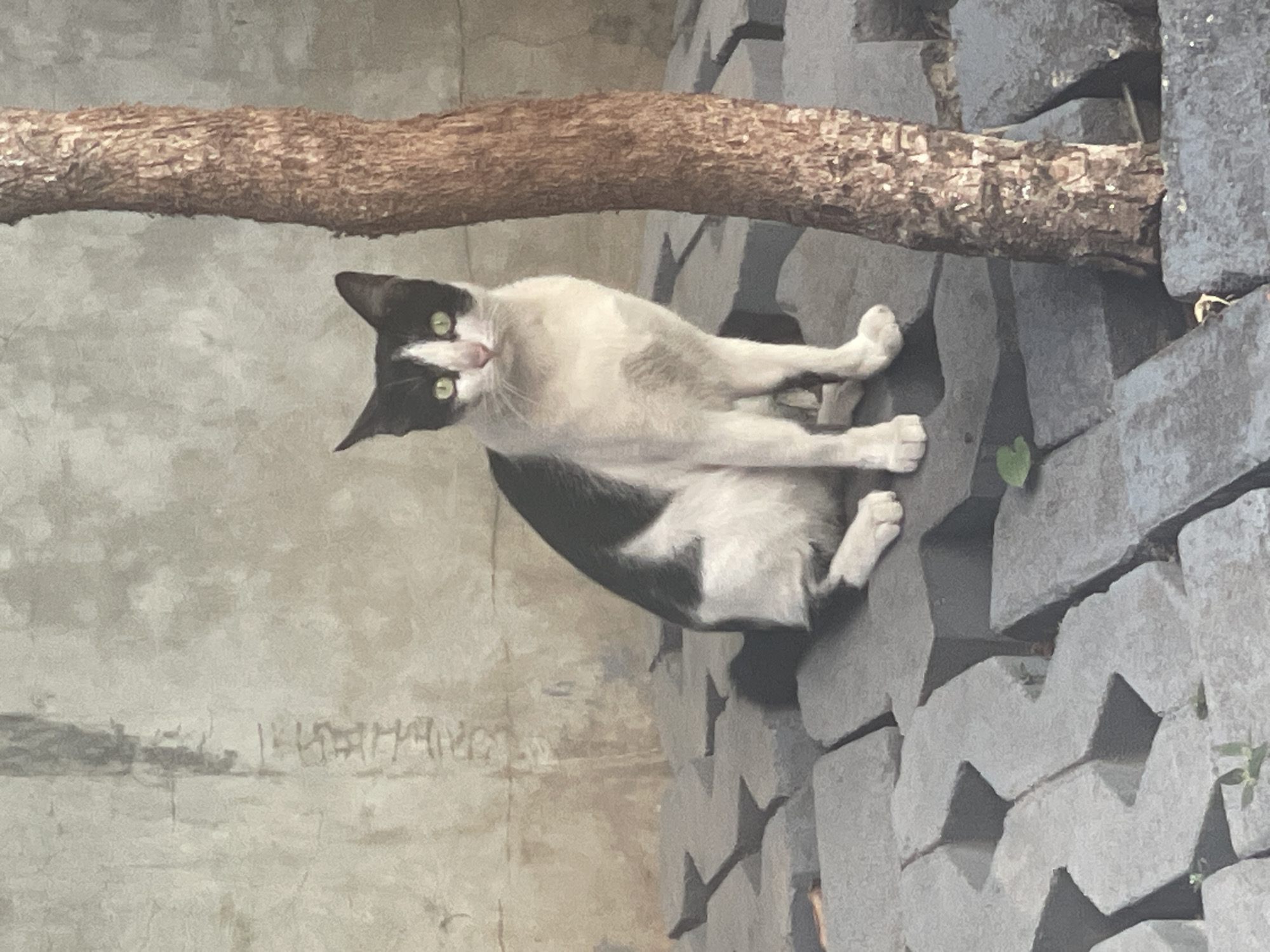 A black and white cat with green eyes sits on a paved area composed of interlocking gray concrete blocks, in front of a textured, weathered concrete wall. To the right of the cat, a brown tree trunk stands vertically. The scene is outdoors, likely in a public space within North Jakarta, Indonesia, indicated by the style of paving stones and the wall's condition. The cat is looking directly at the camera.