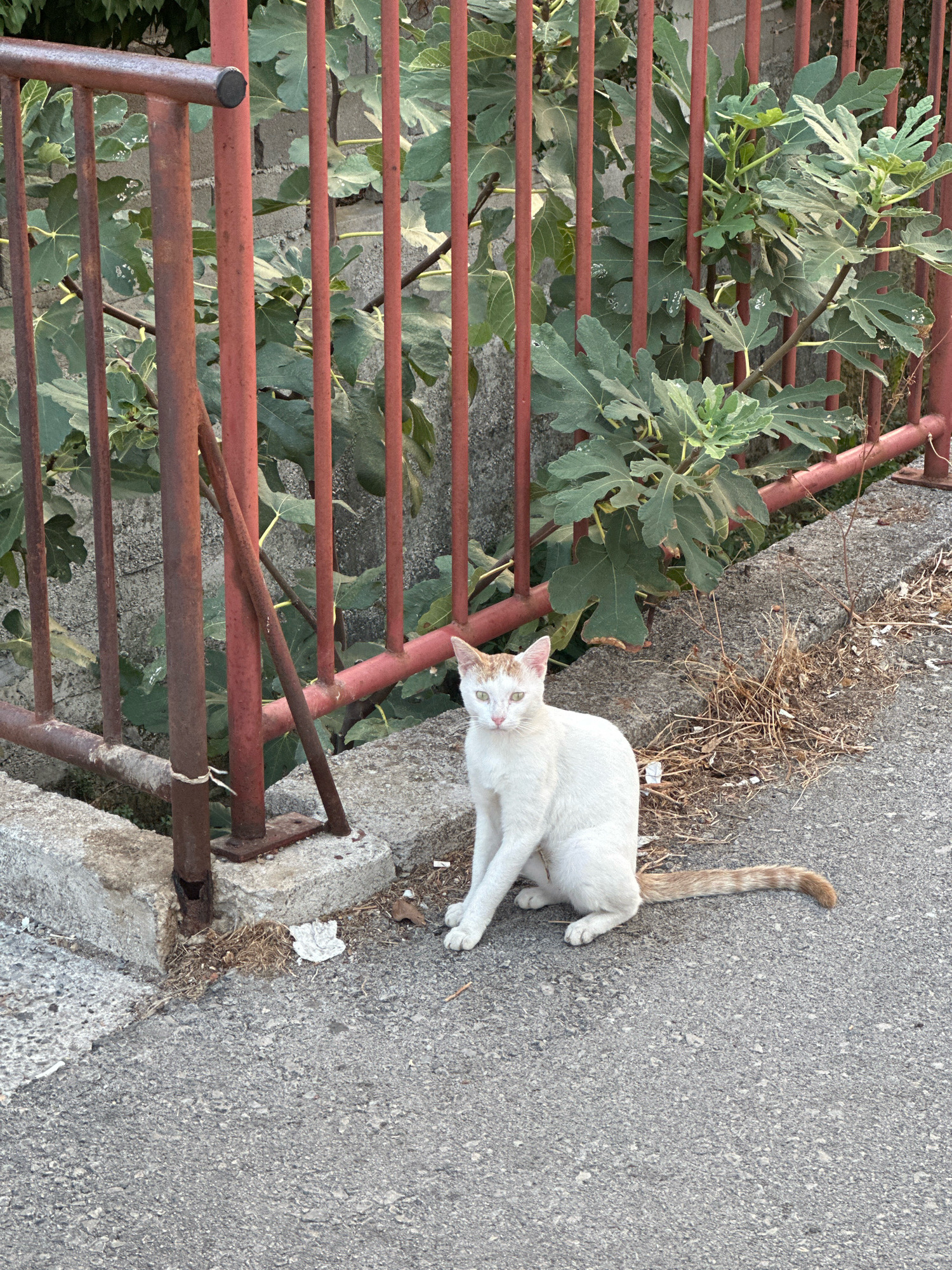 A white cat with orange markings on its face and tail is sitting on an asphalt surface next to a red metal fence. The fence is partially covered with green foliage, possibly fig leaves, from a plant growing behind it. The ground is a mix of asphalt, concrete, and dry grass. The scene appears to be in an outdoor urban setting, possibly a street or sidewalk in Budva, Montenegro, given the architectural style of the fence and the surrounding vegetation. There are no people visible in the image. The cat is looking directly at the camera.