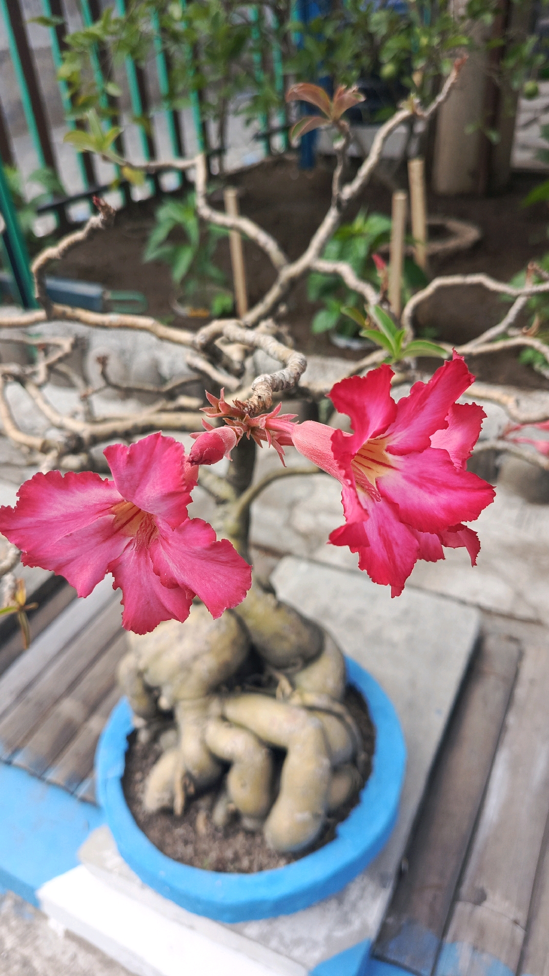 In Ronowijayan, Indonesia, this image captures a close-up of a desert rose plant (Adenium obesum) in a bright blue pot. The plant features a thick, gnarled caudex, a common characteristic of this species, with its exposed roots twisted and intertwined. Two vibrant pink flowers are in full bloom, their petals slightly ruffled and tinged with yellow at the center. The plant is situated outdoors, with a background suggesting a garden or yard setting. Wooden planks and concrete slabs are visible, along with some green foliage and a blurred fence in the distance. The overall scene is focused on the delicate beauty of the desert rose against a natural, outdoor backdrop.