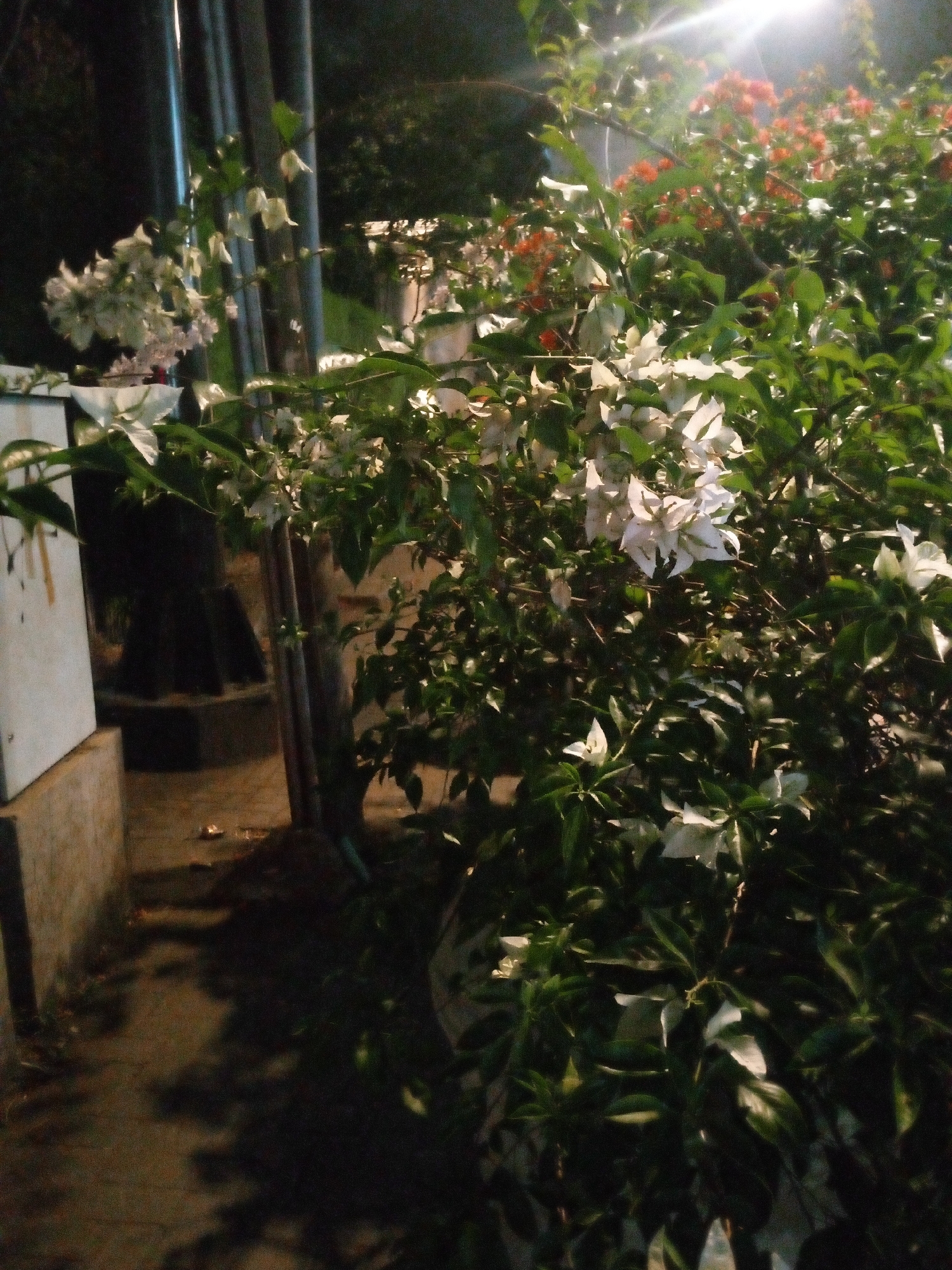The image captures a nighttime scene in Bitung Jaya, Indonesia, focusing on lush green foliage and white and orange flowers. A bright light source, likely a streetlamp, illuminates the scene, creating a glare in the upper right quadrant and casting shadows on the ground. In the foreground, several flowering plants with abundant green leaves are visible. White bougainvillea flowers are prominent, interspersed with clusters of smaller orange flowers. To the left, a light-colored, box-like structure with a concrete base is partially visible, adjacent to a narrow pathway. The pathway is paved and appears wet, with shadows suggesting the presence of objects or structures off-camera. The overall environment suggests an outdoor setting, possibly a garden or street area, characterized by dense vegetation and artificial lighting. No people are depicted in the image.