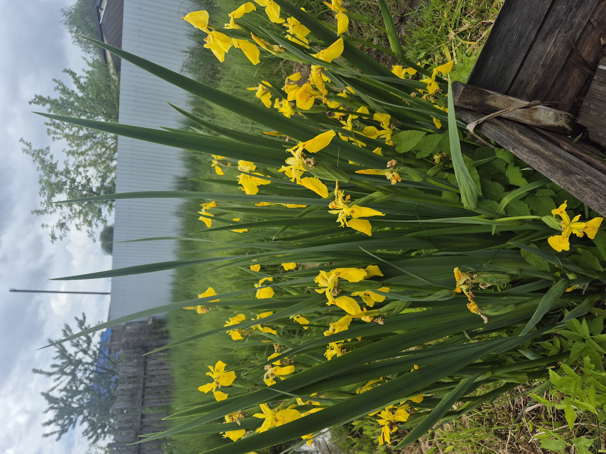The image displays a vibrant outdoor scene dominated by numerous yellow iris flowers (*Iris pseudacorus*, or Yellow Flag Iris) in full bloom, along with their distinctive long, green, sword-like leaves. The flowers are scattered throughout the foreground and midground, showcasing various stages of blooming and some withered blossoms.
In the background, a light-colored, possibly corrugated metal fence or the side of a building stretches horizontally. Behind this structure, sparse green foliage of trees and shrubs is visible under a cloudy, overcast sky. To the far right of the frame, a dark, weathered wooden structure, appearing to be part of a fence or raised bed, adds a rustic touch. The ground around the base of the flowers is covered in grass and some dry earth.
The time of day appears to be daytime, with soft, diffused light consistent with an overcast sky. There are no people visible, and no specific activity is taking place other than the natural growth and blooming of the plants. No text is visible in the image. The overall impression is one of natural beauty in a garden or semi-wild setting.
Location context: Unknown, Unknown