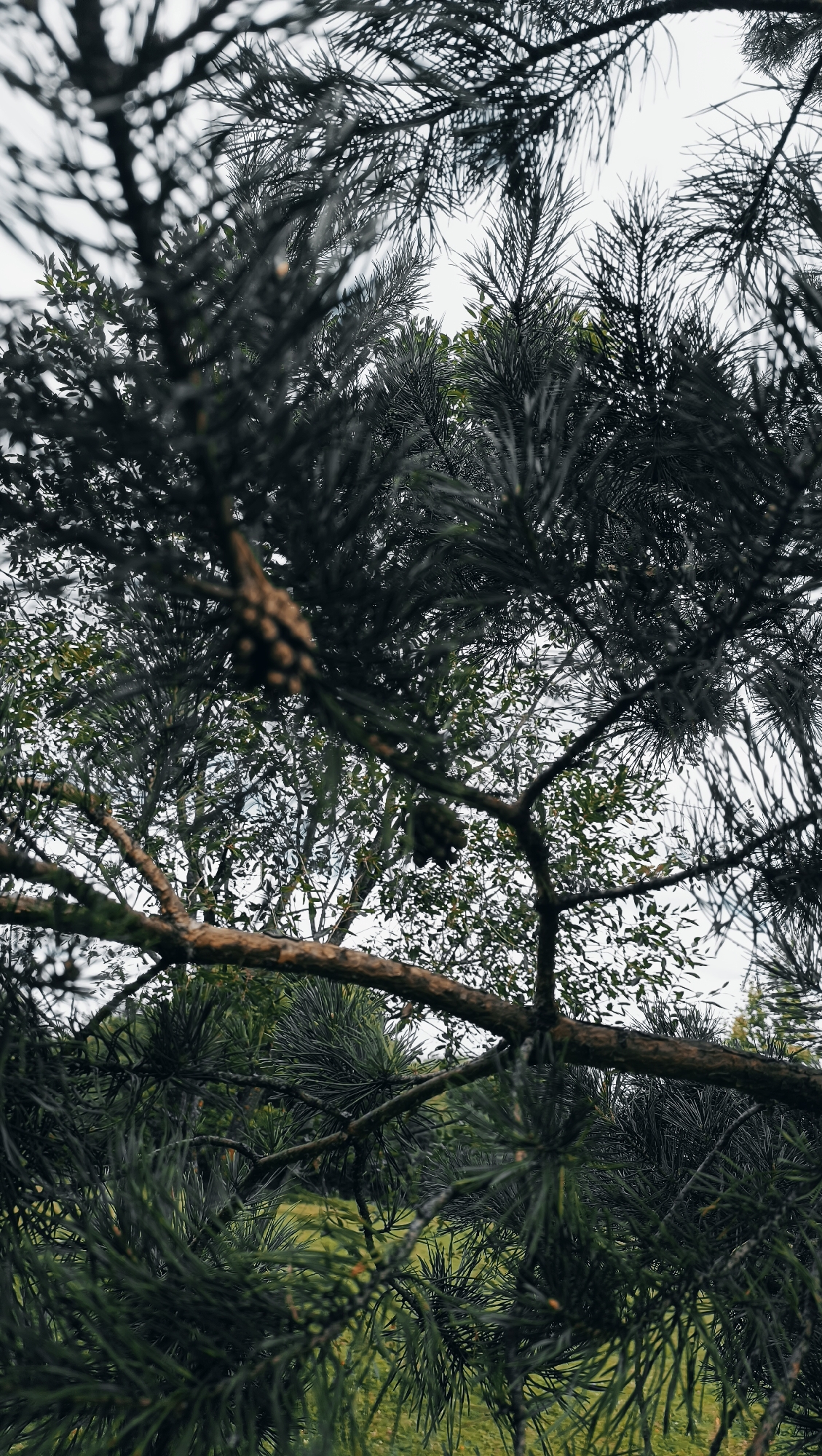 The image is a close-up, low-angle shot looking up through the branches and needles of a pine tree. The foreground is dominated by the dark green needles and rough bark of the pine branches. A few pinecones are visible, one prominently in the upper center and another to the left. In the background, there are other trees with smaller leaves, and hints of green grass. The sky is overcast and appears bright white, suggesting a cloudy day. The overall impression is one of dense foliage and a natural, outdoor setting. There are no people or signs of human activity visible in the image. There is no information about the city of Karsha, Russia or any specific geographical location within it.