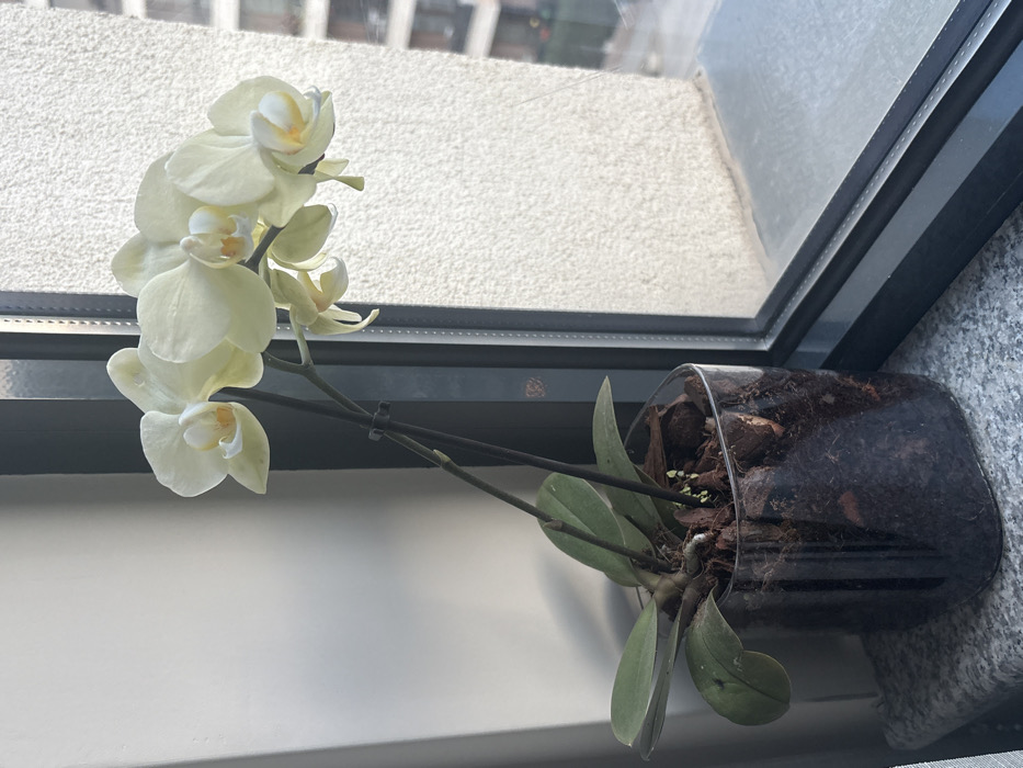A light-yellow Phalaenopsis orchid, displaying multiple open blossoms on two dark-colored stalks supported by black clips, is positioned on a grey mottled granite windowsill. The orchid is planted in a clear, rounded rectangular glass pot containing a dark brown potting medium of bark and soil, with several dark green leaves emanating from its base. To the immediate left, a plain, off-white interior wall is visible. Through the dark-framed window to the right, an exterior view typical of an urban area in Sofia, Bulgaria, is depicted. This includes a textured, light-colored building facade directly outside the window and indistinct residential structures visible in the distance. The scene is illuminated by bright natural light. No individuals or active interactions are present.