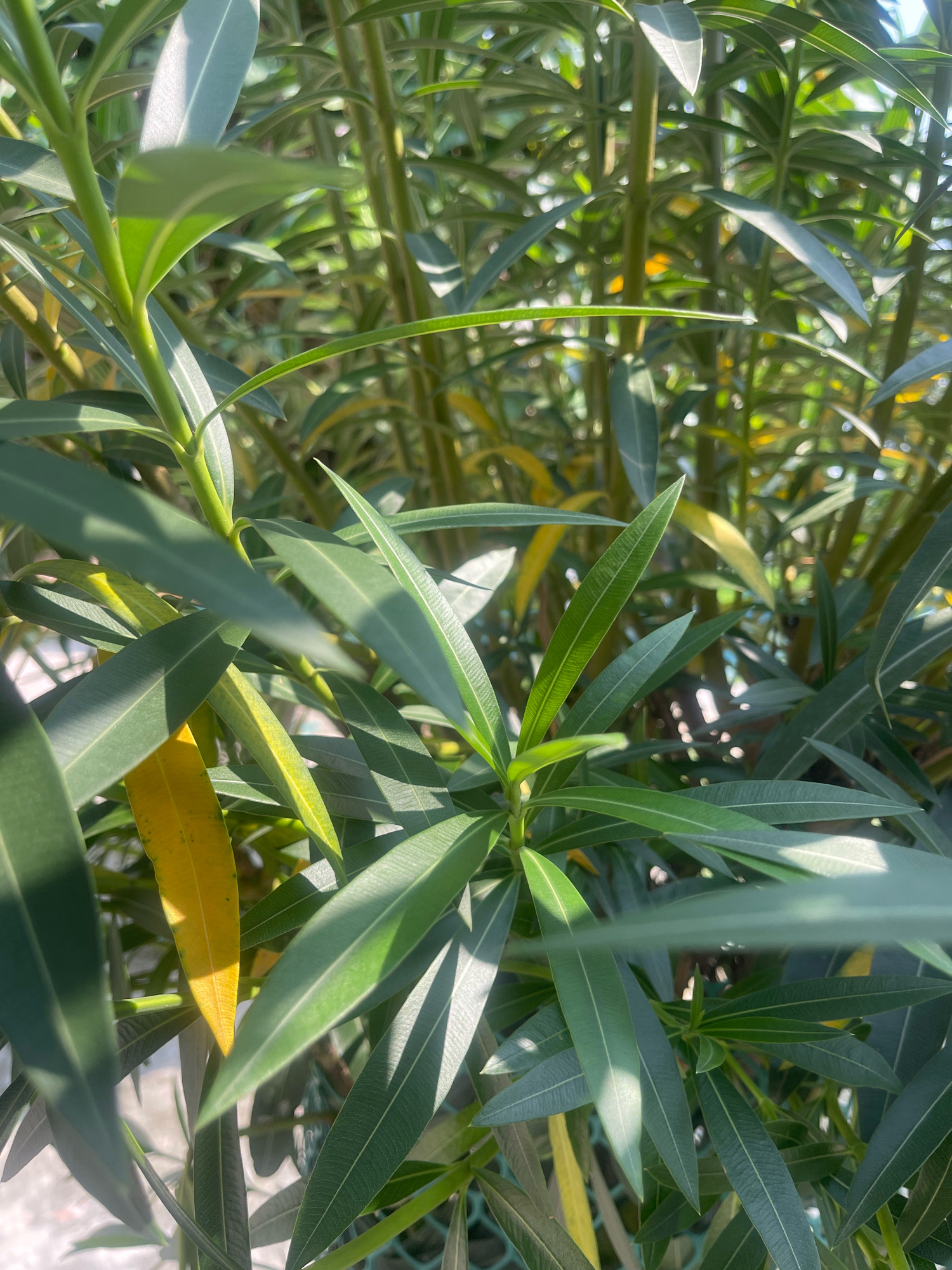 The image shows a close-up view of a plant with long, green, and somewhat narrow leaves. Some leaves exhibit yellowing, indicating they might be older or experiencing some stress. The plant is densely foliated, with multiple stems and branches visible. The lighting suggests it is daytime, with sunlight casting shadows across the leaves, creating highlights and contrast. The background is a blur of more foliage and possibly some hints of a man-made structure like a fence, which is partially visible at the bottom left. There is no indication of people, actions, or interactions in this image. The environment appears to be outdoors, possibly a garden or a natural setting within a city. There is no information provided within the image to confirm the specific location of Bojhi, India.