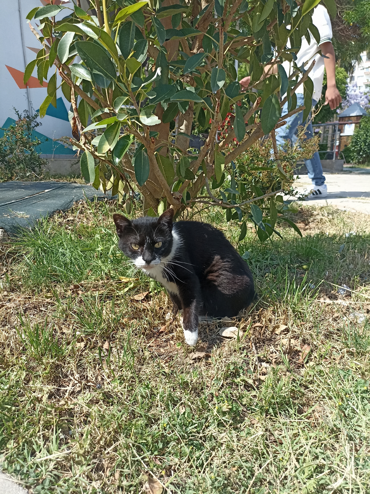 A black and white cat is sitting in a grassy area near a bush. A person wearing a white shirt and blue jeans is standing behind the bush. The location appears to be a park or outdoor area in a city.