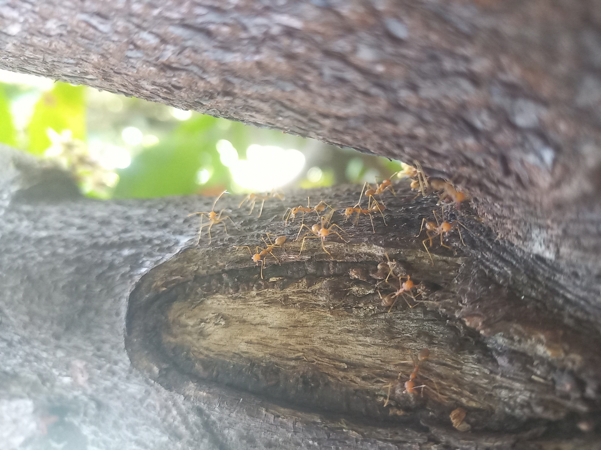 A close-up image of a colony of orange ants on a rough-textured tree branch in Blangcot Tunong, Indonesia. The ants are moving along the branch's surface, and the background features blurred greenery and bright sunlight. The focus is sharp on the ants and the branch immediately beneath them, while the surrounding elements are out of focus.
