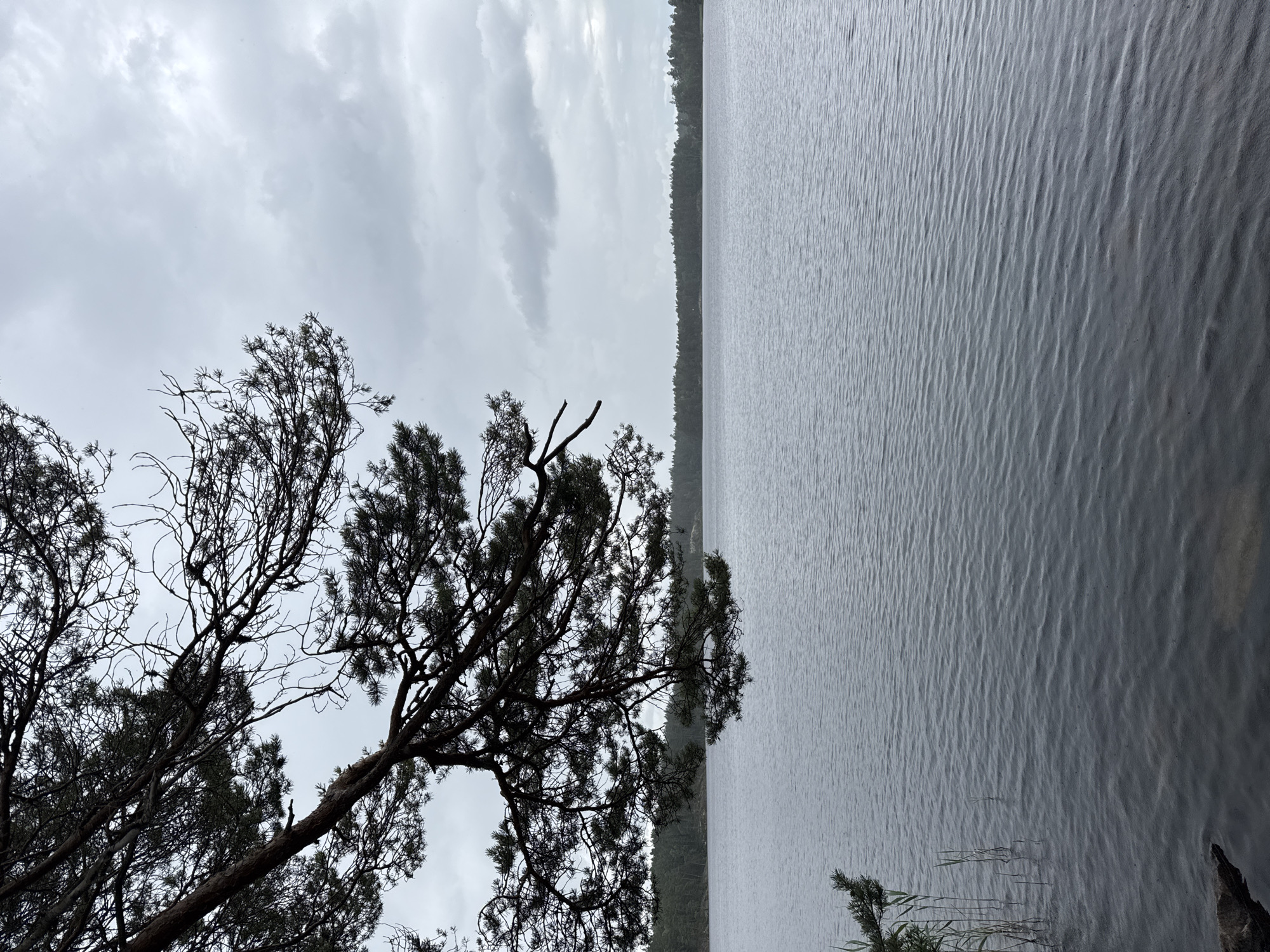 The image depicts a serene natural scene of a lake on an overcast day. In the foreground, a branch of a dark pine tree extends from the upper left corner, its needles and intricate branches silhouetted against the pale sky. The lake's surface is calm, with subtle ripples disturbing its dark, reflective water. Along the left edge of the lake, tall reeds or grasses emerge from the shallow water, adding a touch of green to the otherwise muted color palette. In the distance, a dense forest lines the far shore, its trees a dark green against the grey horizon. The sky is filled with a layer of soft, diffuse clouds, suggesting a cool, possibly damp, atmosphere. There are no people or man-made structures visible in the image. The overall impression is one of tranquility and natural beauty. The location is identified as Solberga, Sweden, a place known for its natural landscapes.