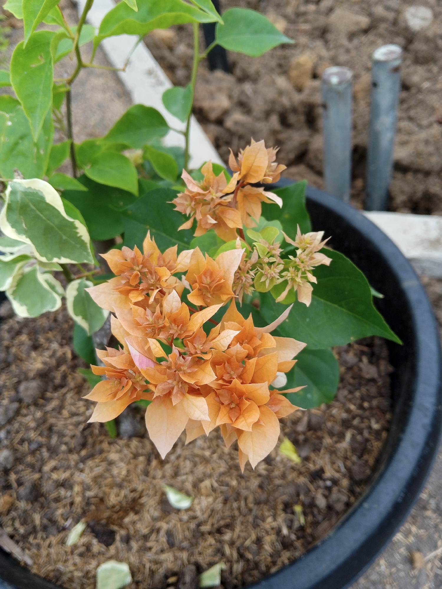 A close-up, eye-level shot focuses on a potted bougainvillea plant with orange bracts in the city of Julicotmeurak, Indonesia. The plant is in a black plastic pot filled with mulch and soil. Several clusters of delicate, bell-shaped orange flowers are visible, some fully bloomed and others in various stages of development. Lush green leaves, some with variegated white edges, surround the blossoms. In the blurred background, two grey metal poles emerge from the brown, uneven ground, possibly marking a boundary or serving as plant supports. The scene appears to be outdoors, with the natural light casting soft shadows.