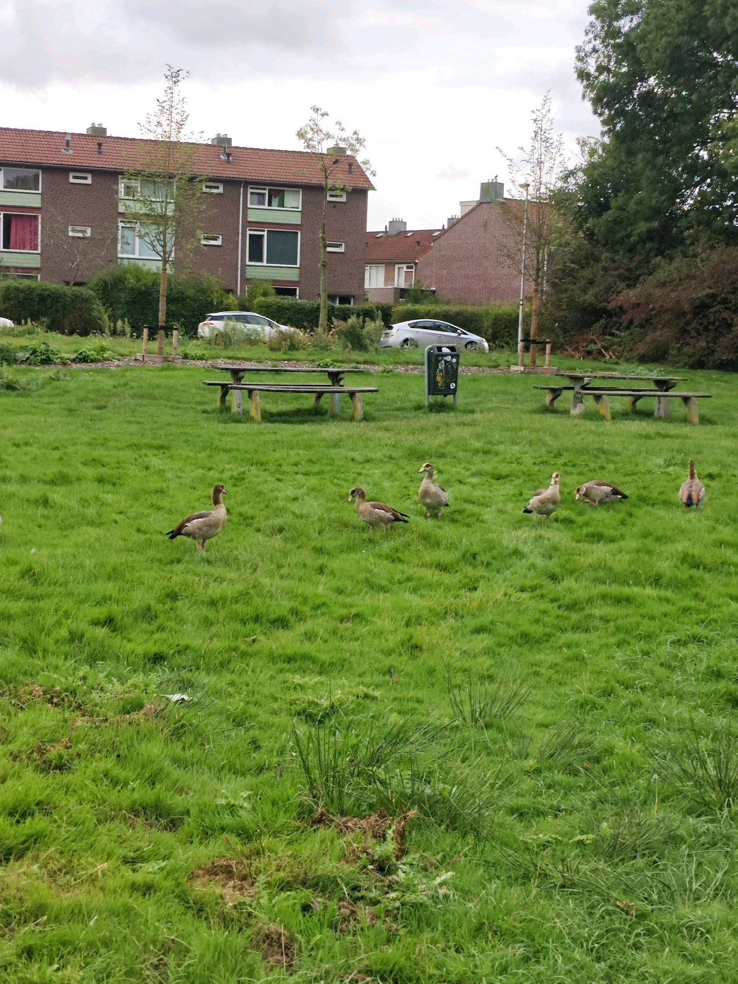 The image depicts an outdoor scene in the city of Eindhoven, Netherlands. In the foreground, several Egyptian geese are present on a grassy area. To the left, a light-colored car is parked near a row of brick buildings with red tiled roofs and green window frames. In the background, more buildings and trees are visible. Several picnic tables are scattered across the grass. The sky is overcast.