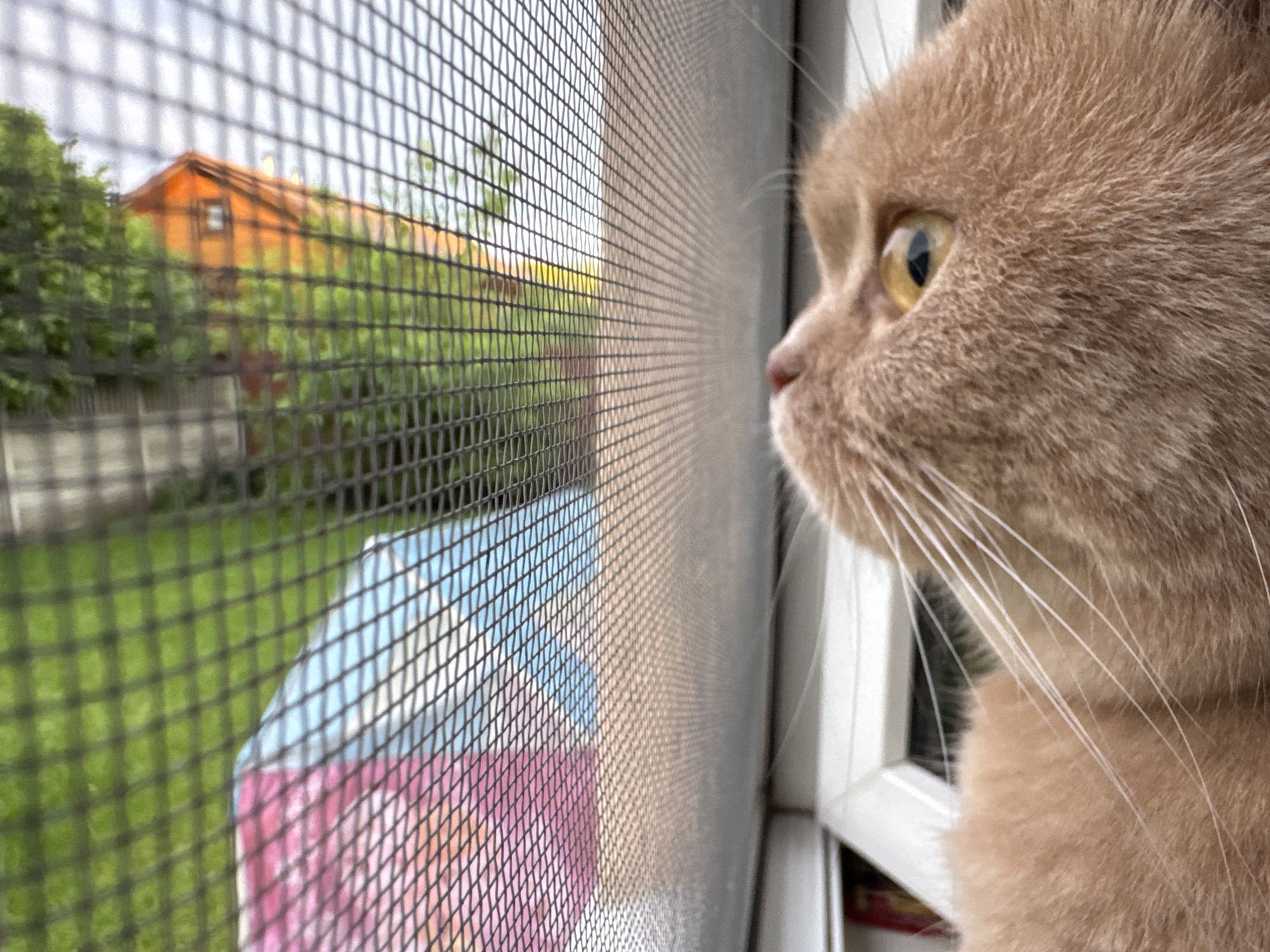 A close-up, side-profile shot shows an orange cat looking out through a window screen. The cat's fur is a light orange, and its eyes are golden. The window screen is visible in the foreground, creating a grid pattern across the image. Beyond the screen, a blurred green lawn and an orange-roofed house are visible. To the right of the cat, a portion of a white window frame can be seen.