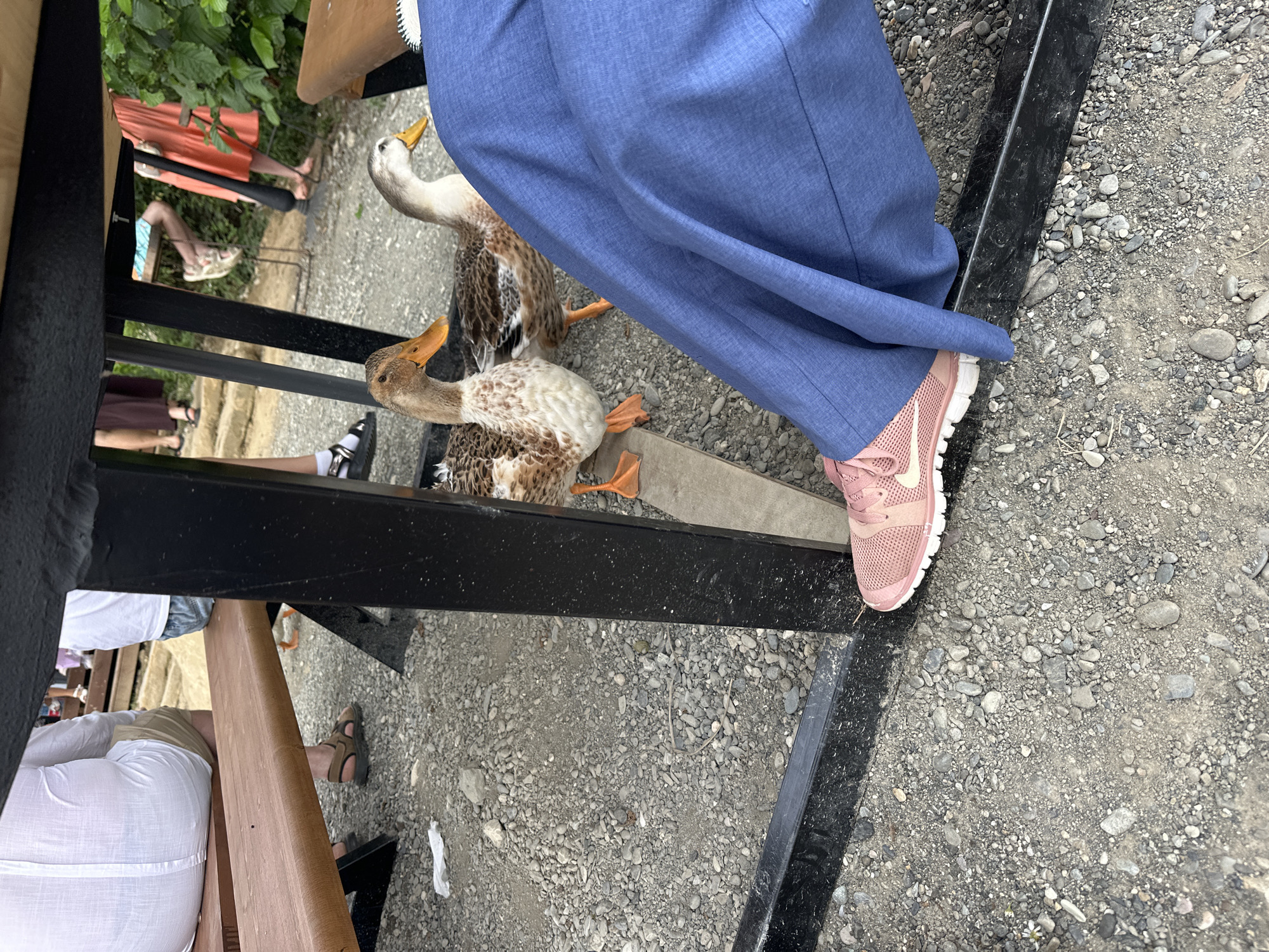 Two ducks are on the ground near a black metal table and wooden bench. One duck is mostly brown with white markings, and the other is lighter brown and white. A person's legs, clad in blue pants and pink athletic shoes, are in the foreground. The ground is covered in gravel and small stones. In the background, several people are visible, some sitting at tables and others standing. The setting appears to be an outdoor dining area or park.