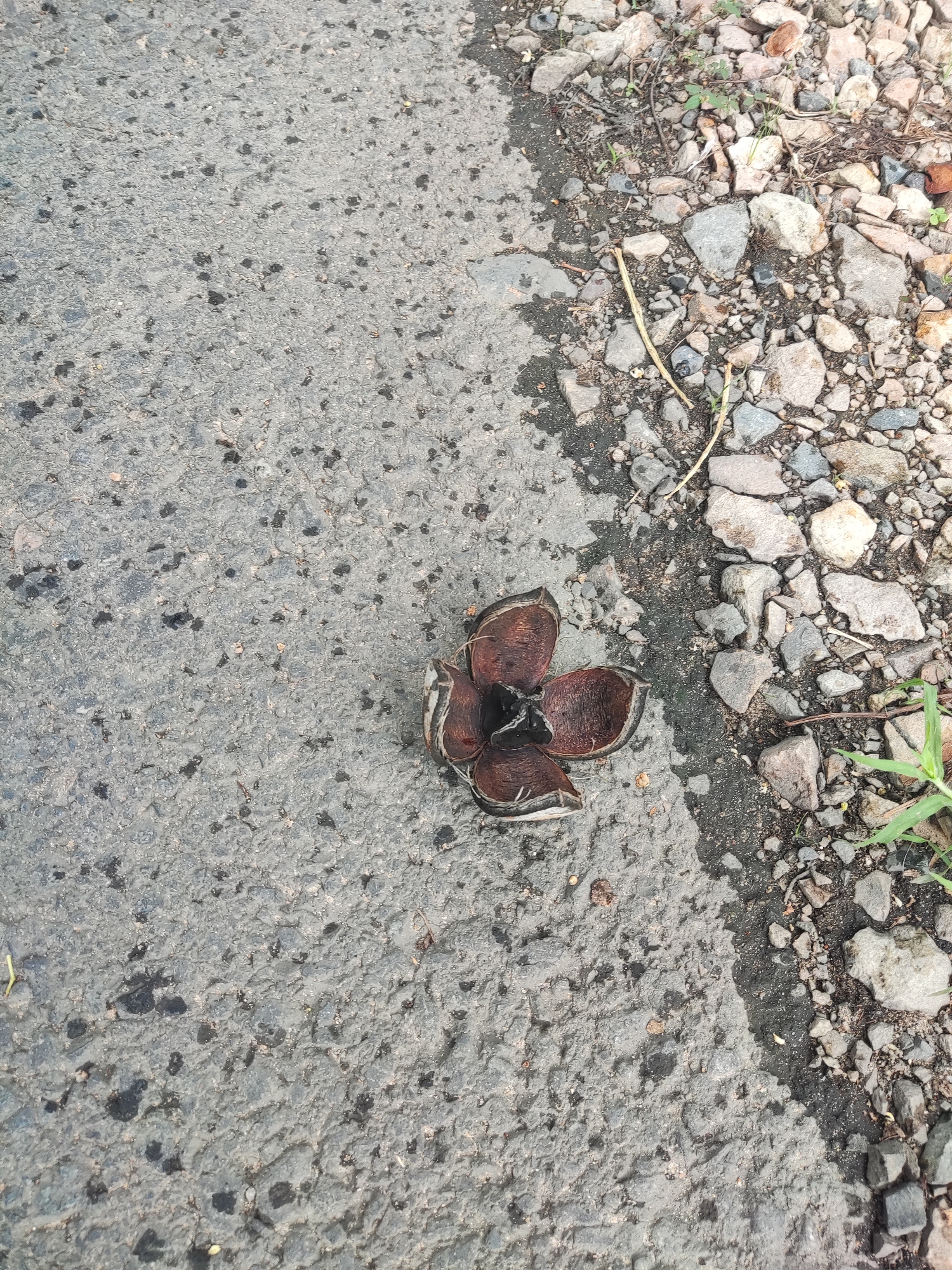 The image displays an outdoor scene, primarily focusing on a dried, open seed pod or fruit casing resting on an asphalt surface. The pod, dark brown to black in color, has split open into several sections, revealing a darker, almost hollow interior. Its texture appears dry and somewhat woody.
The main surface is grey asphalt, characterized by numerous darker specks and a slightly rough texture, indicative of wear. To the right of the asphalt, there is a clear division leading to an area composed of various sizes of rocks and gravel, predominantly in shades of grey, brown, and white. Scattered among these rocks are small green plant shoots and dry twigs.
The lighting suggests it is daytime, with diffused light and no strong, distinct shadows. The ground appears dry. There is no activity taking place, and no people or animals are visible. The scene captures a small detail on what appears to be the edge of a paved road or pathway next to a more natural, uncultivated area. No text is visible in the image.