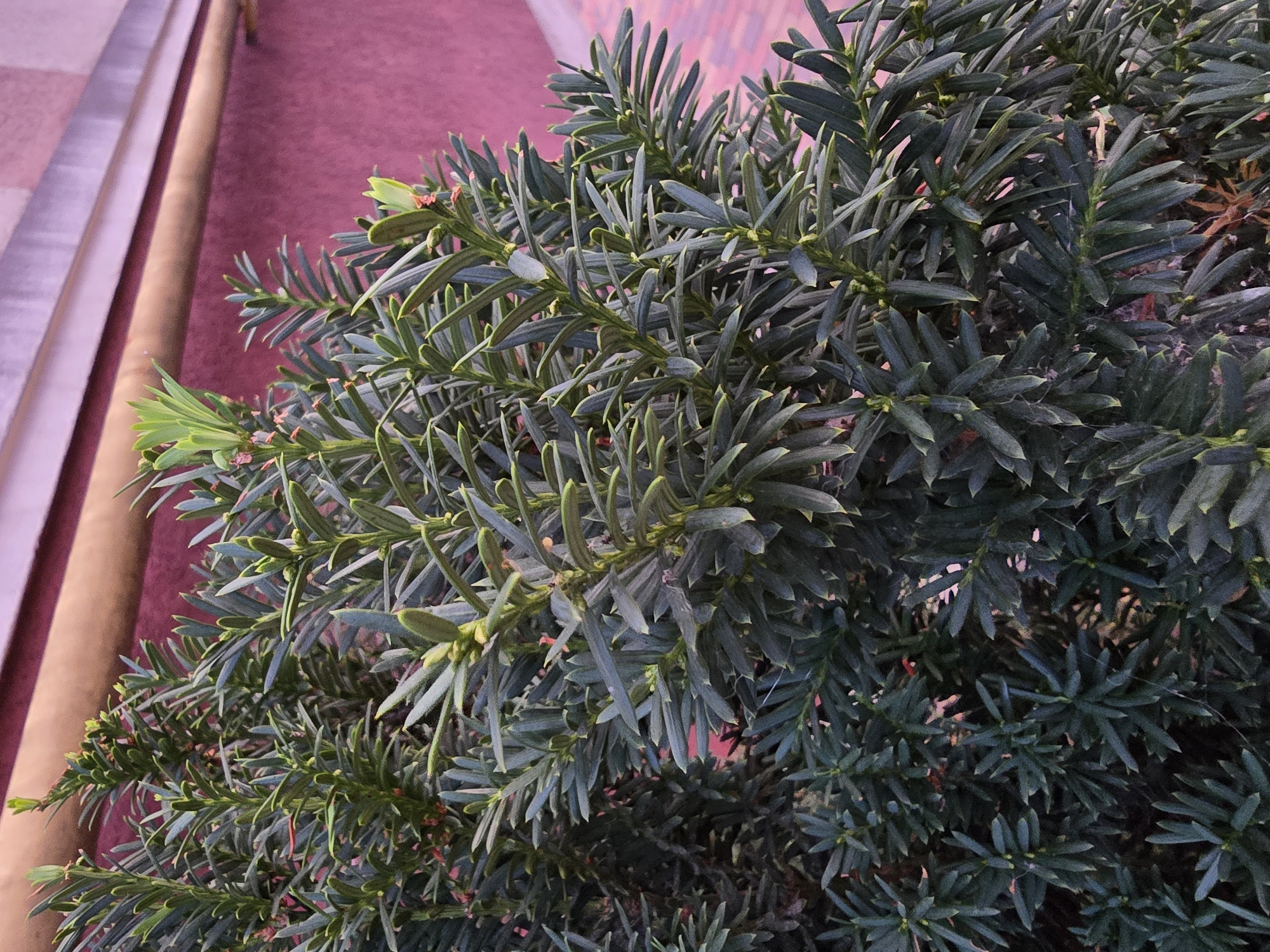 The image is a close-up shot of a dark green yew tree with needle-like leaves. The tree is positioned outdoors, in front of a textured, reddish-pink wall and a horizontal pipe. The leaves of the yew tree are dense and layered, with some new growth appearing as lighter green shoots. Small, reddish-pink buds are visible amongst the foliage. The background suggests an urban or suburban setting, possibly a garden or the exterior of a building. No people or animals are present. The lighting appears to be natural, likely overcast or diffused sunlight, casting soft shadows on the leaves. The overall impression is one of natural growth against an architectural backdrop, with a hint of color from the wall and buds. The location is specified as Sofiivska Borshchahivka, Ukraine.