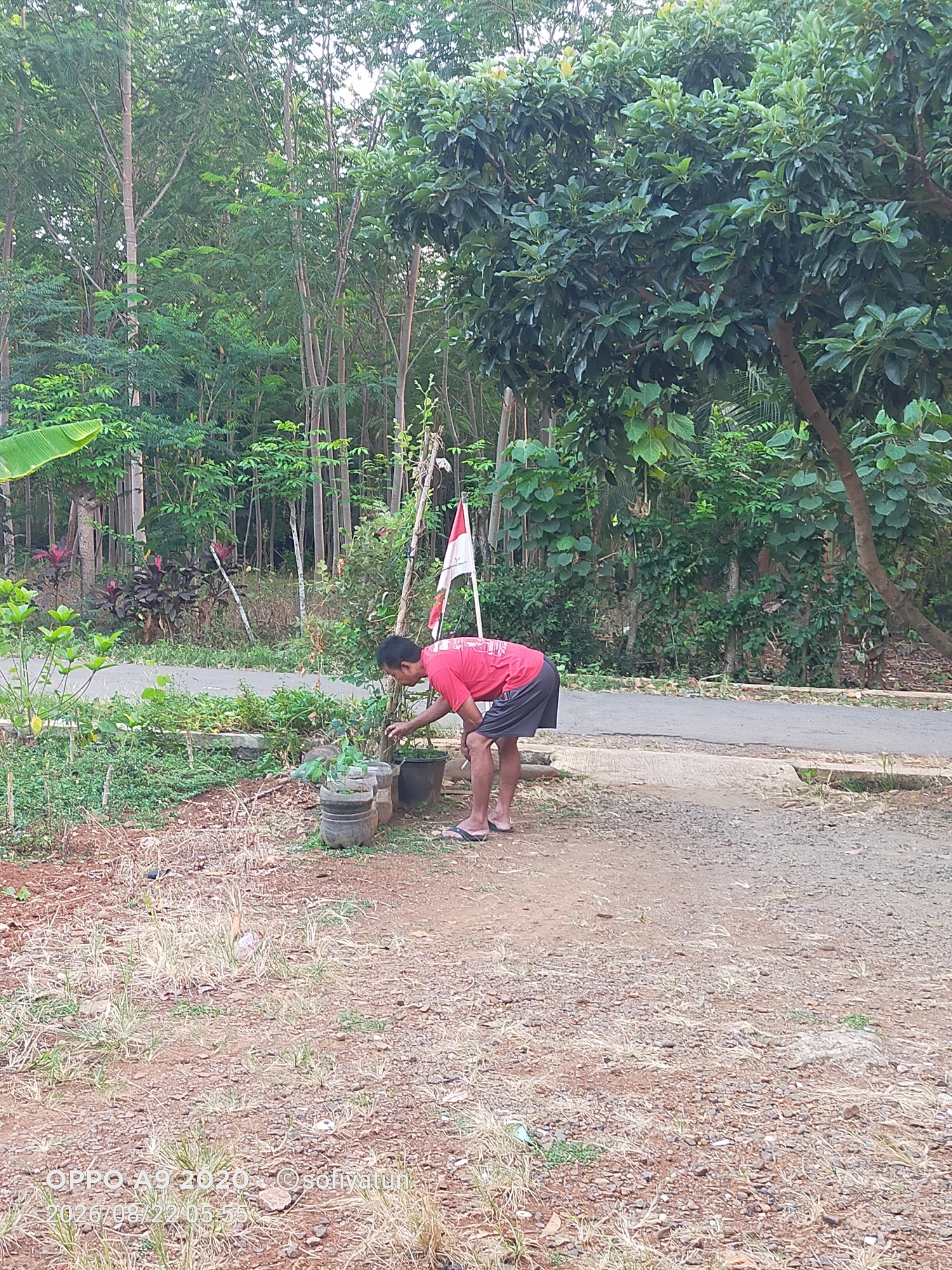 In Cluwak, Indonesia, a young man in a red shirt and dark shorts is tending to plants in pots outdoors. He is bent over, his hands near a small plant in a grey pot. Behind him, to the right, a white and red Indonesian flag is planted. The setting appears to be a rural area with dense green trees and foliage visible in the background, bordering a paved road. The ground is a mix of dirt and gravel, with dry grass growing in patches. The image was taken on August 20, 2020, at 05:55.