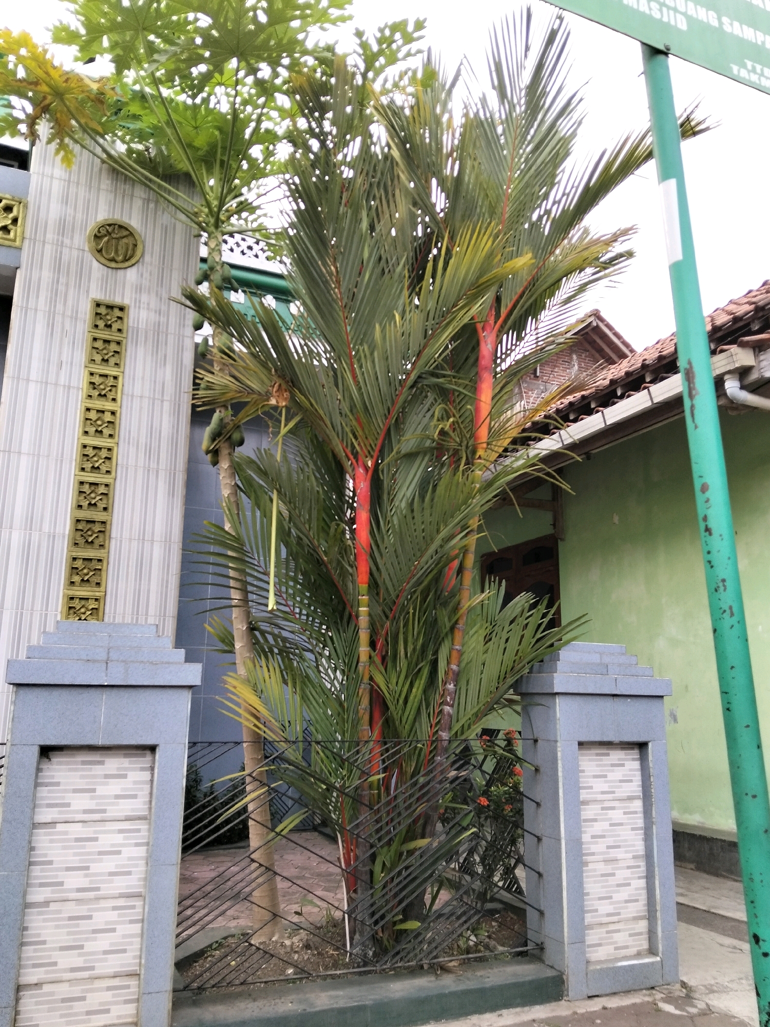 In Purworejo, Indonesia, a vibrant red palm tree stands prominently in front of a mosque. The mosque's facade features light gray tiles and decorative golden reliefs, including an Arabic inscription and floral motifs. A papaya tree, laden with green fruit, is visible to the left of the red palm. The scene is bordered by a gray stone fence with patterned tile insets and a black metal railing. In the background, a light green building with a tiled roof and a wooden door is situated. A green pole with white markings and a sign in Indonesian reading "MASJID..." is also present. The ground is a mix of paved areas and dirt. The sky is overcast.