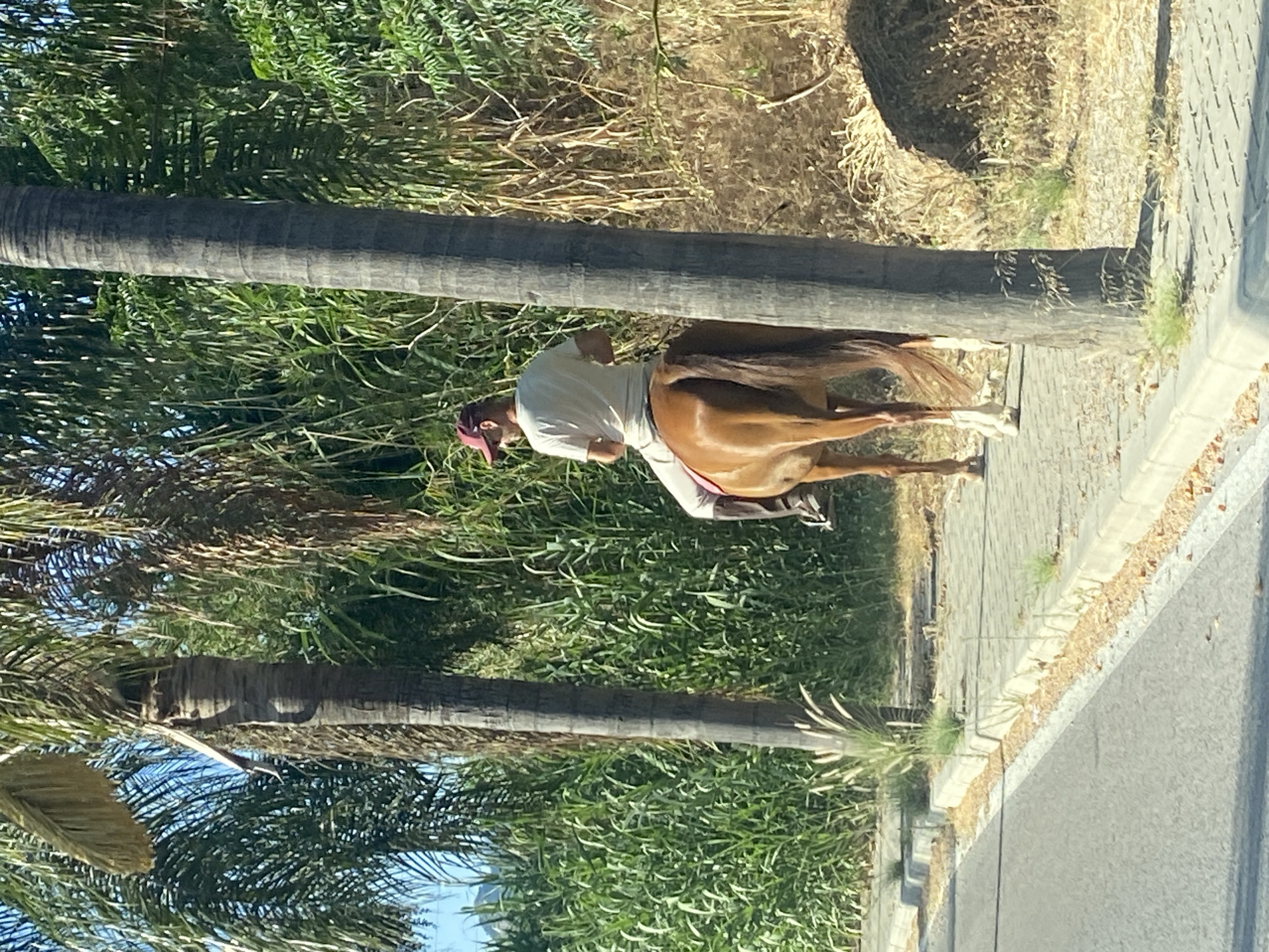 A person rides a brown horse along a sidewalk next to a road. The person is wearing a light-colored t-shirt and a red baseball cap. The horse is a solid brown color with a light-colored mane and tail. The sidewalk is made of gray pavers, and there is a curb separating it from the road. The road is paved and gray. Behind the sidewalk is a dense area of green foliage, including palm trees and tall grass. The scene is illuminated by sunlight. The image appears to have been taken in a tropical or subtropical climate, likely in a town or city. The presence of palm trees and the lush vegetation suggests a warm climate. Based on the context provided, this scene is located in Estepona, Spain.