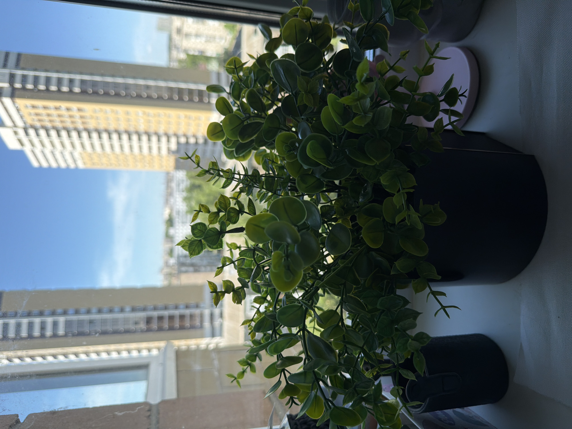 A medium shot shows a potted plant sitting on a windowsill, with a view of buildings across the street visible through the window. The plant, which is potted in a black container, has dark green leaves. Outside the window, a multi-story building is visible, showing a reflection from a blue sky.