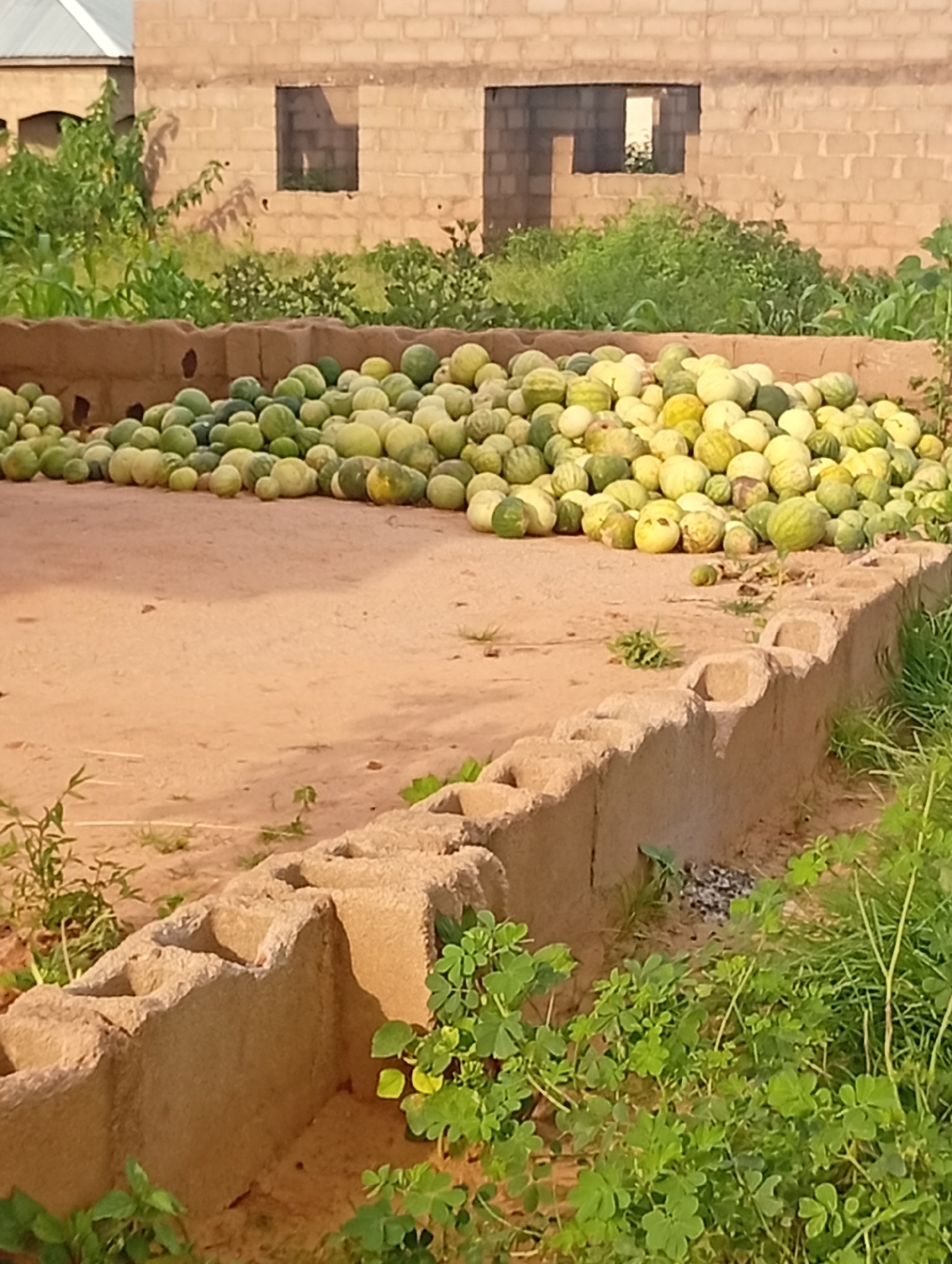 In Tumfure, Nigeria, a large pile of melons is spread across a sandy area, contained by low walls constructed from concrete blocks and mud bricks. Behind the melons, a partially constructed building with brick walls and open window frames is visible. Lush green vegetation, including tall grasses and leafy plants, surrounds the scene. The overall impression is one of a harvest in a rural or semi-constructed urban environment.
