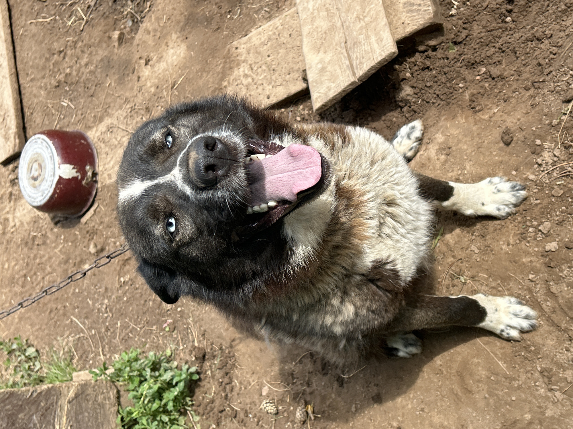 A medium shot shows a medium-sized dog with dark fur and bright blue eyes sitting on the ground in what appears to be a rural or semi-rural outdoor setting. The dog is panting with its tongue hanging out. The ground is dirt and dry grass. In the background, there is a red pot and some wooden planks. A metal chain is visible attached to the dog's collar and extends upwards and to the left, suggesting the dog is tethered. The scene does not provide any specific information to place it within the city of Фоки, Russia.