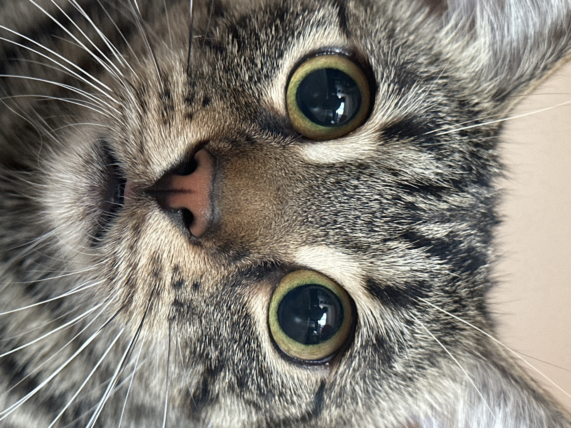 The image is a close-up, eye-level, headshot of a tabby cat. The cat's face fills the frame, with its green eyes, pink nose, and prominent white whiskers being the focal points. The cat's fur exhibits a typical tabby pattern of brown, black, and gray stripes. The background is a neutral, light-colored wall, suggesting an indoor setting. There are no people or any indications of the city of Sofia, Bulgaria, present in the image. The cat appears to be looking directly at the camera.