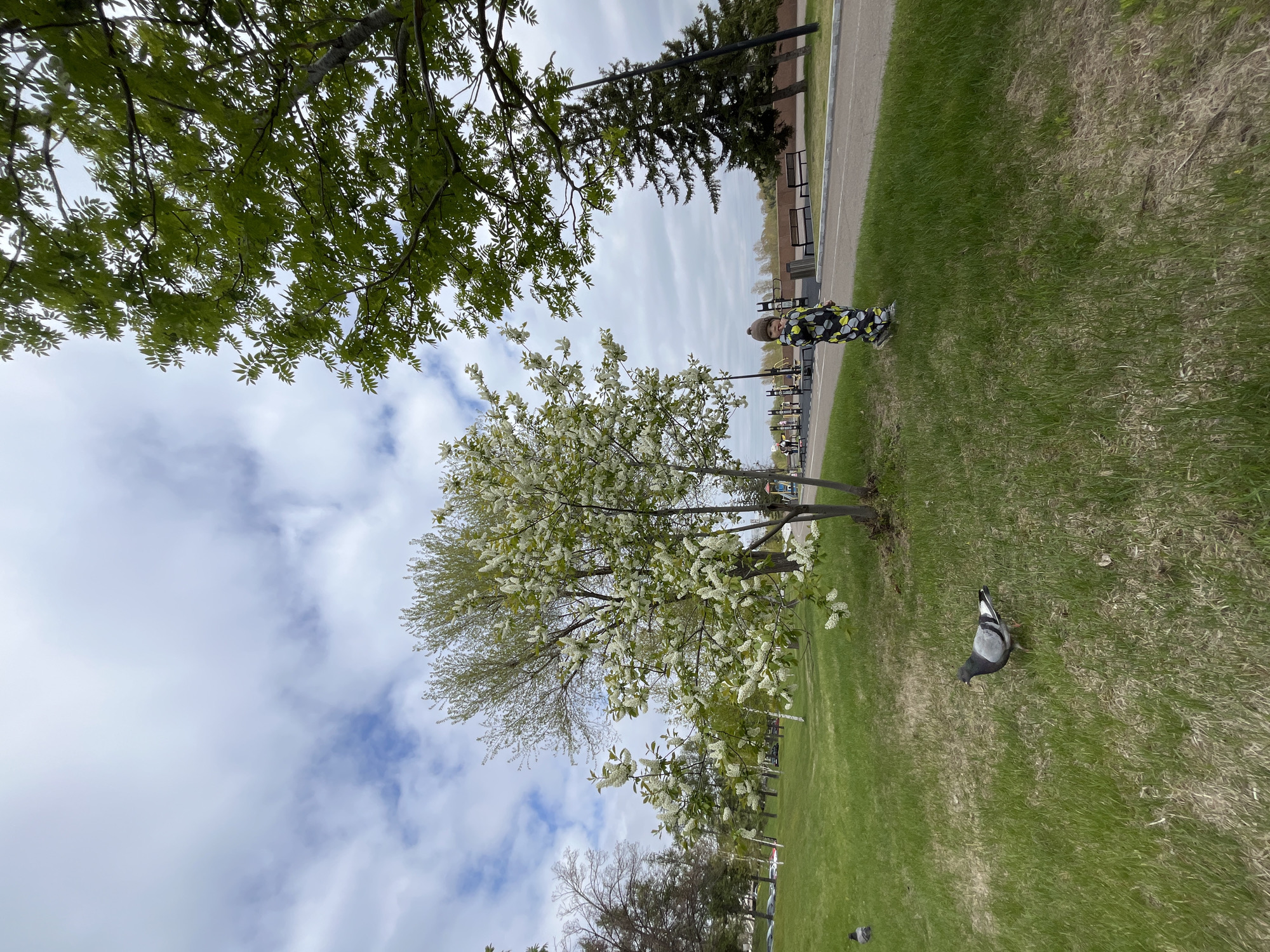 The image captures a child standing near a flowering tree in a park-like setting, located in Krasnoyarsk, Russia. The child is wearing a dark-colored outfit with yellow and white polka dots. A pigeon stands on the grass nearby. In the background, there is a paved path, benches, and what appears to be exercise equipment. There are also trees of various types. The sky is cloudy.