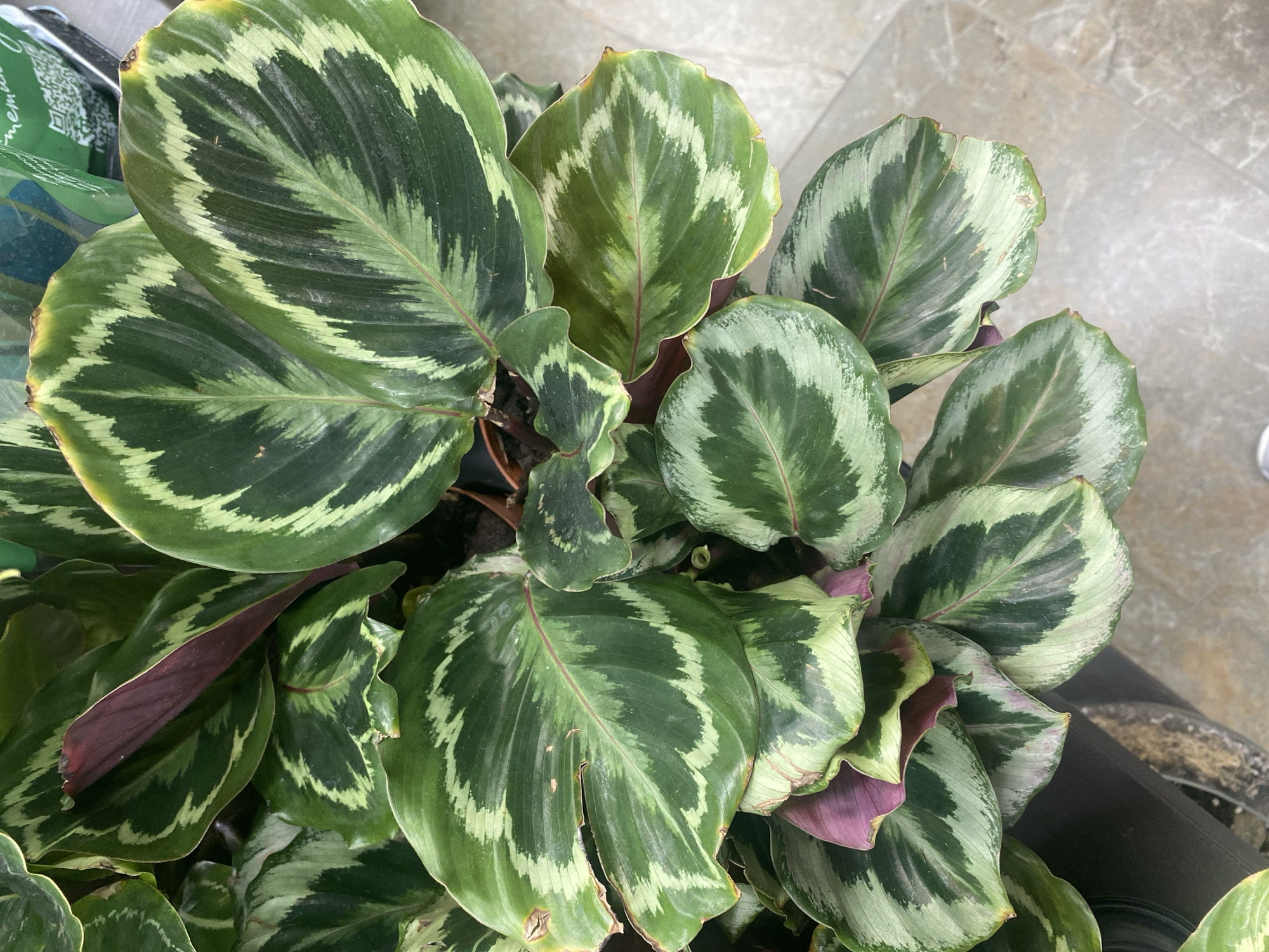 This image shows a Calathea Ornata plant, also known as the Pinstripe Calathea, in a pot. The plant is characterized by its broad, green leaves with distinctive pinstriped patterns in white or light pink. The undersides of the leaves show a purple/burgundy hue. The plant is positioned on a surface that appears to be made of a marble looking tile, most likely indoors. There is no way to determine the location of the image from this image, therefore there is no evidence to suggest it is located in Yekaterinburg, Russia.