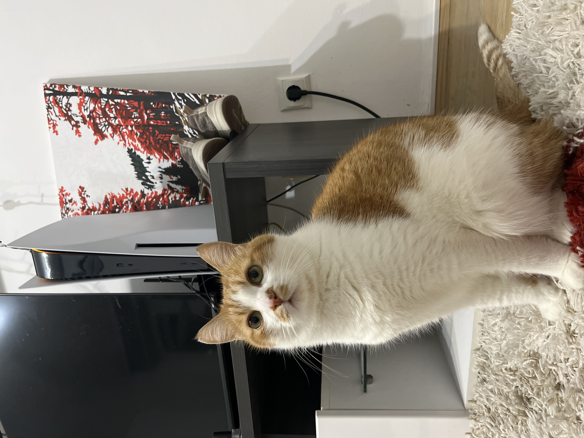 A medium-sized domestic short-haired cat, primarily white with orange patches, is positioned near a television and entertainment center. The cat is looking directly at the camera. The background includes a painting with red and white coloring, a pair of shoes on a shelf, a power outlet, a PlayStation 5 console, and a textured rug. The scene is set indoors, likely in a home in Novi Sad, Serbia.