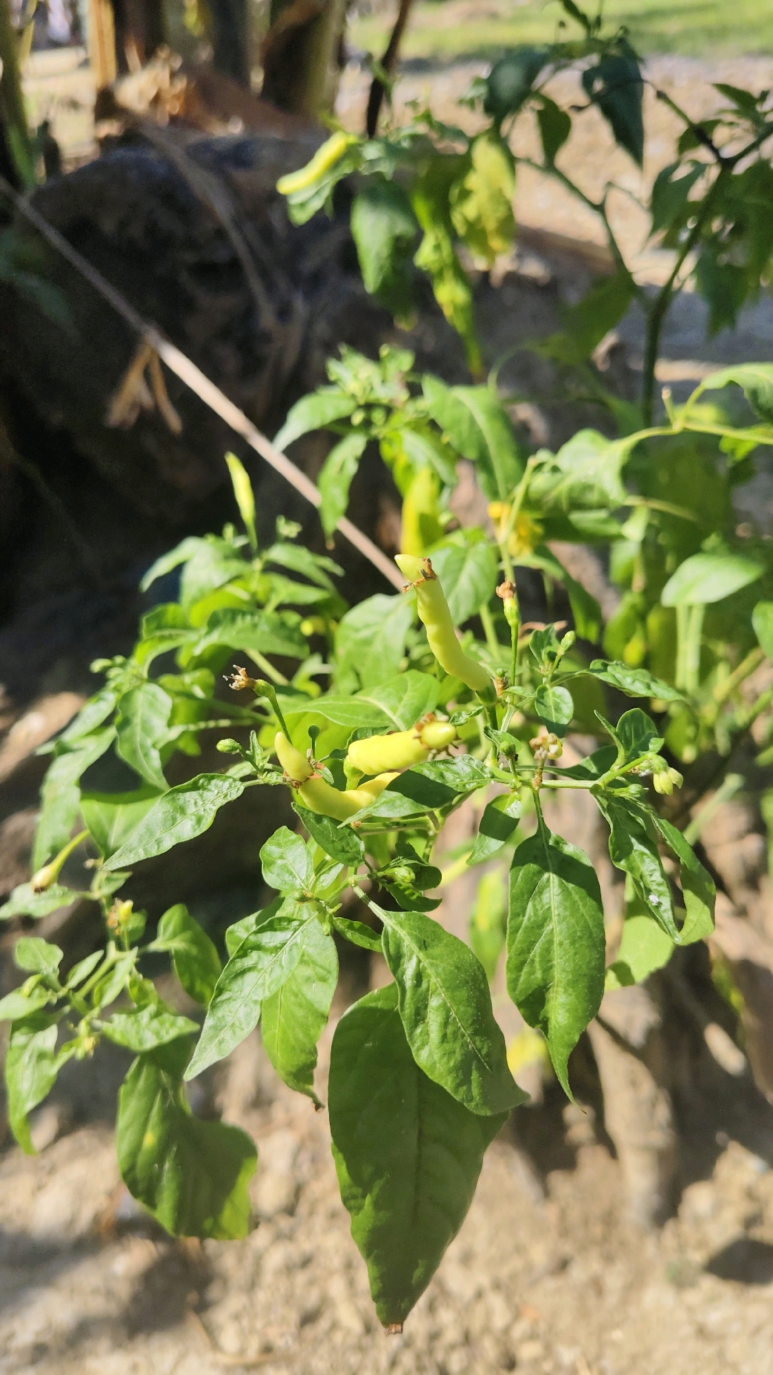 In Galis, Indonesia, a close-up shot focuses on a chili plant with several small, light green chilies beginning to grow. The plant has vibrant green leaves, some of which are slightly curled or damaged. A few tiny flowers with brown centers are also visible. The background is softly blurred, showing a rough, sandy or dirt ground and what appears to be the trunk of a tree or large plant. The lighting suggests it is daytime, with sunlight creating shadows on the leaves.