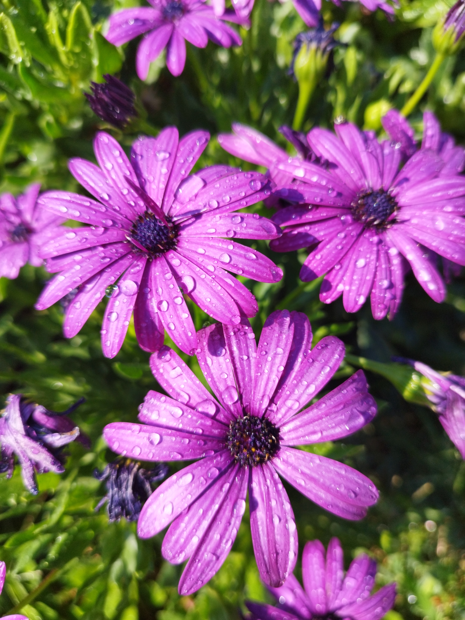 The image is a close-up, high-angle shot of several purple African daisy flowers with dew drops on their petals. The flowers are in various stages of bloom, with some fully open and others still in bud. The background is a blur of green foliage. The scene is outdoors, with bright sunlight illuminating the flowers and creating bokeh effects in the background. There is no indication of a specific location in Bucharest, Romania.