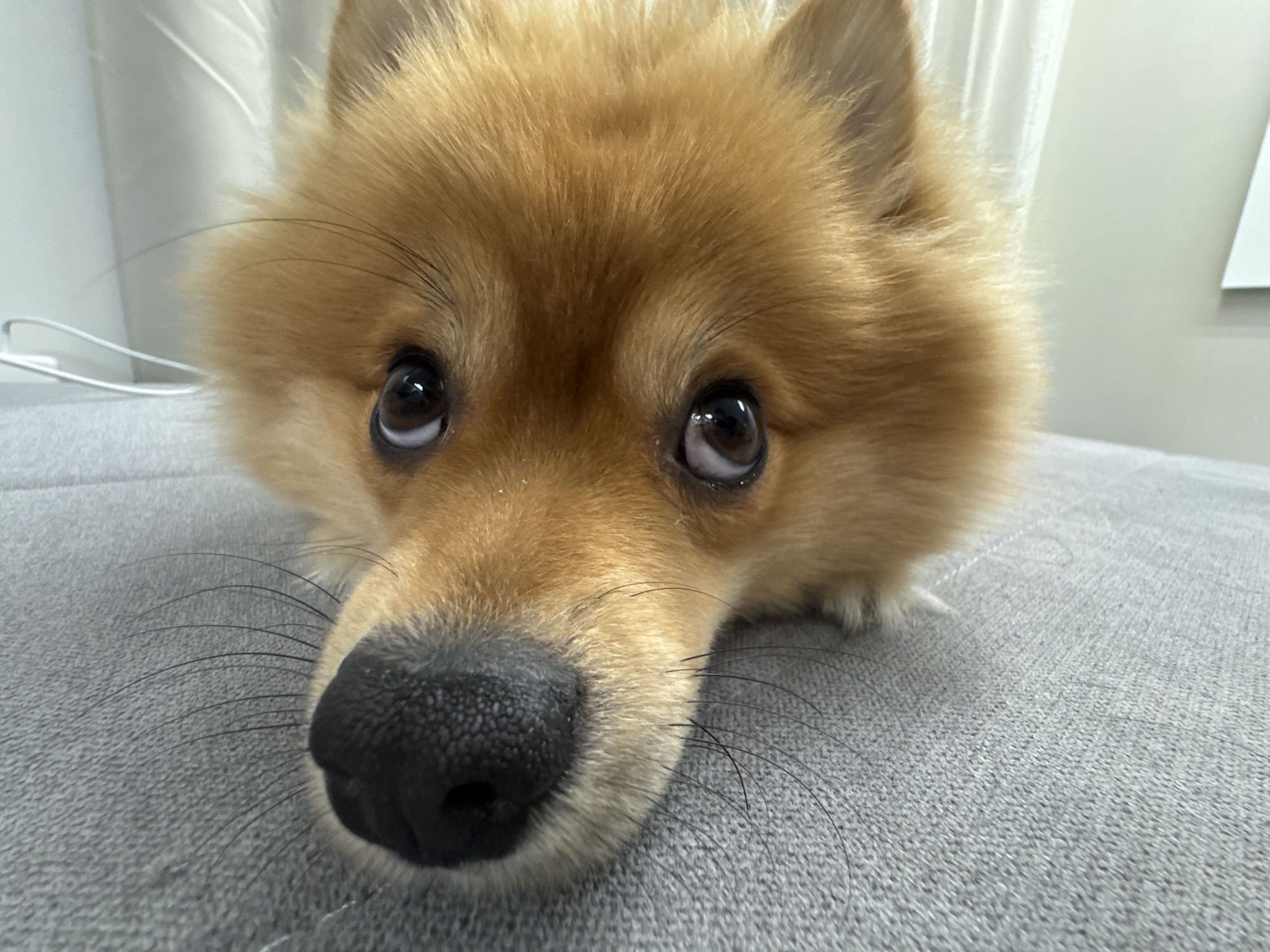 A close-up photograph depicts the head and upper body of a small, light brown-furred domestic canine, consistent with a Pomeranian or Spitz-type breed. The animal is positioned centrally, resting its lower jaw and chest on a grey, woven textile surface. Its dark, rounded eyes are directed upwards towards the camera, exhibiting visible reflections of light sources. A prominent black, textured nose and numerous long, black vibrissae (whiskers) are clearly visible. The background is indistinct, consisting of a light-toned, possibly white or off-white, vertical surface with a white cable partially visible on the left. The specific location within Sofia, Bulgaria, is not discernible from the visual information provided within the image.