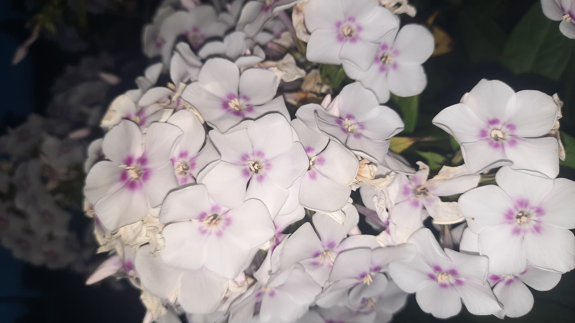 This is a close-up, vertical, eye-level photograph of a cluster of white phlox flowers with purple centers. The flowers are in full bloom and dominate the frame, with some dried petals interspersed. The background is dark and out of focus, suggesting it may be nighttime or a dimly lit area. There are no people or animals visible in the image. The scene appears to be in a natural setting, possibly a garden. No specific location in the city of Шклоў, Belarus can be determined from the image itself.