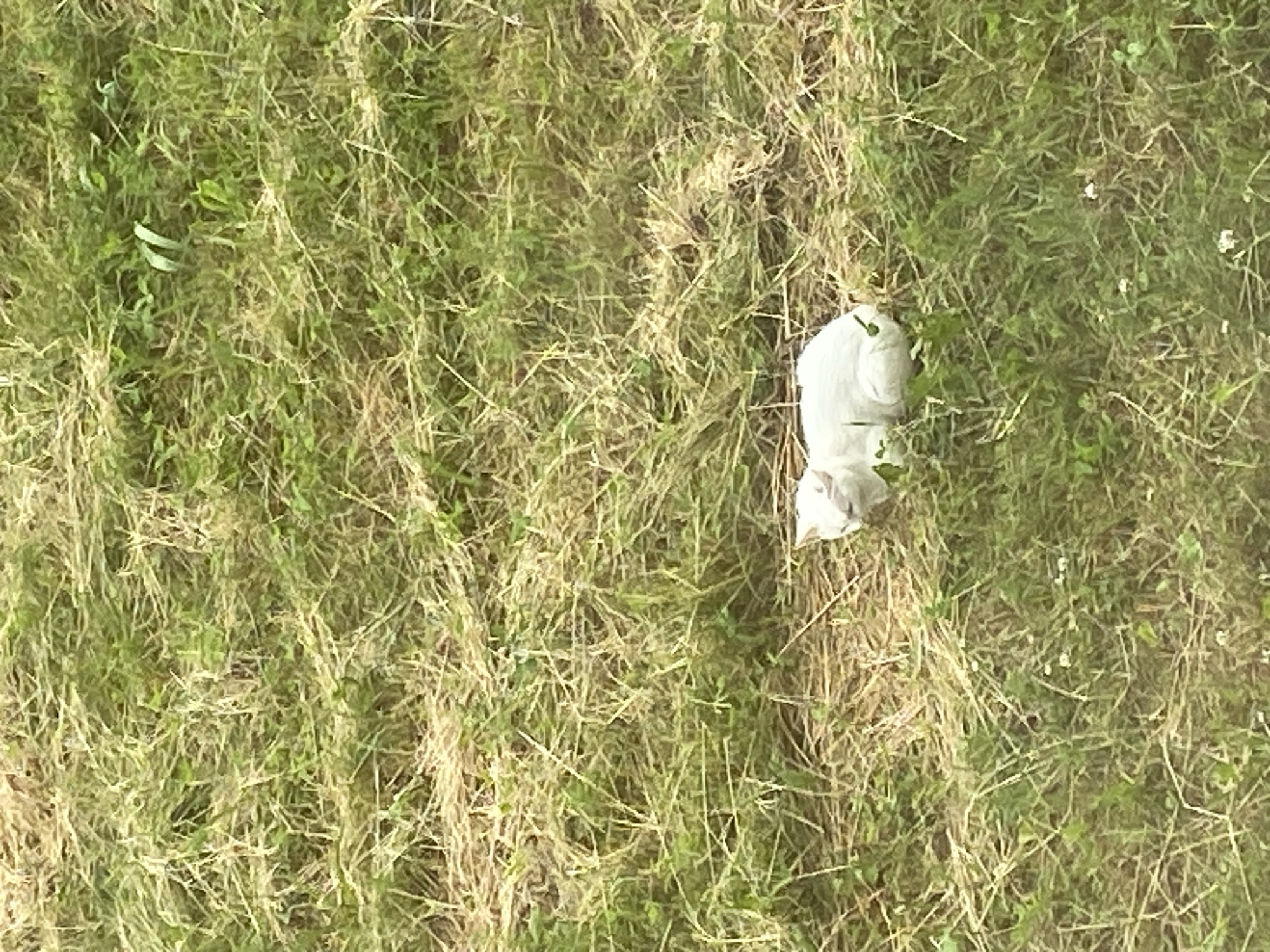 A white cat is resting in a patch of green grass with some dry straw scattered throughout. The cat is curled up and appears to be sleeping. The background is a field of grass.