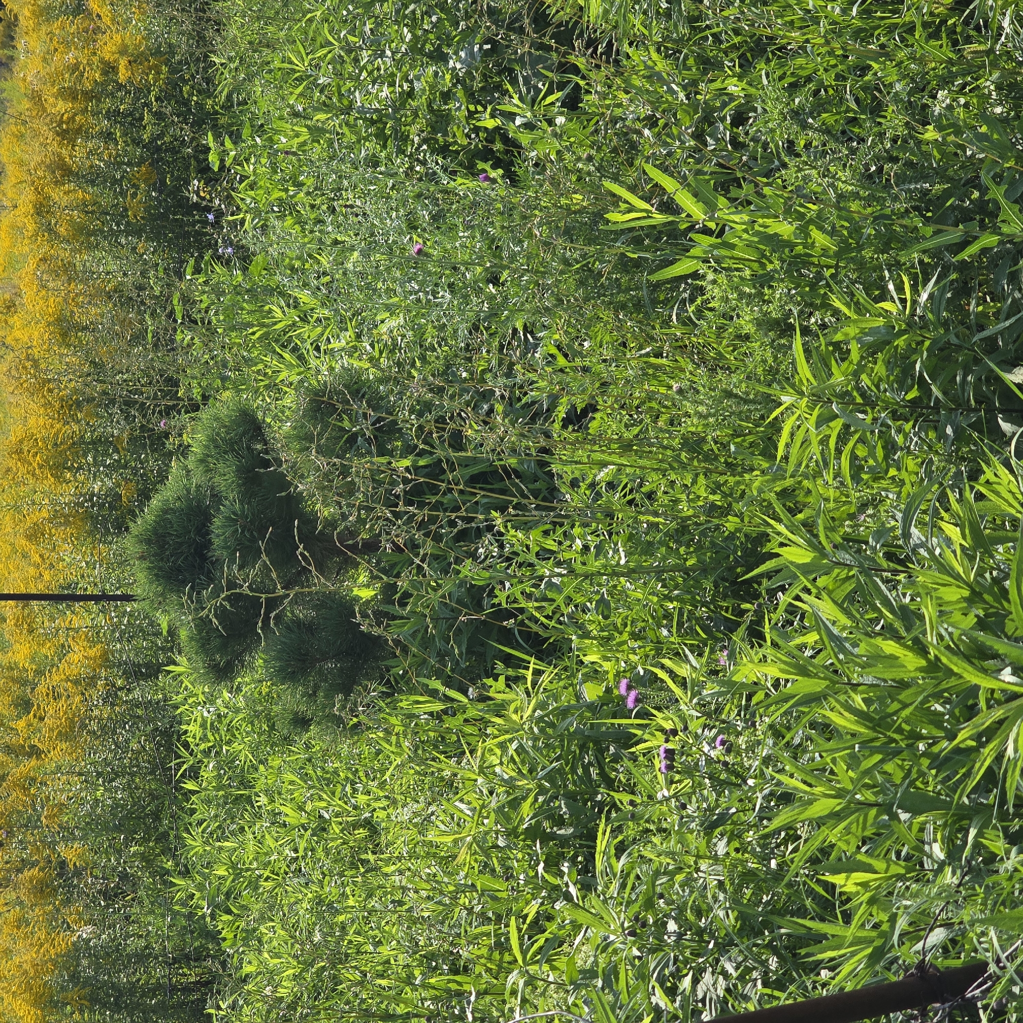 The image depicts a dense, overgrown area of vegetation in Belokurikha, Russia. In the foreground, vibrant green plants, some with long, pointed leaves, dominate the scene. Amongst these, a few small purple flowers are visible. Slightly further back and to the left, a dark, weathered pole or fence post is partially obscured by the foliage.
In the center of the image, a small, rounded evergreen shrub with dense, dark green foliage stands out against the surrounding growth. Behind this shrub, and extending across the upper portion of the image, is a field of tall, yellow wildflowers, likely goldenrod, which creates a bright, contrasting backdrop. The overall impression is one of a wild, natural landscape, possibly a meadow or a roadside verge, bathed in bright sunlight. The environment is rural or semi-rural, given the abundance of wild flora. There are no people or animals visible in the frame.