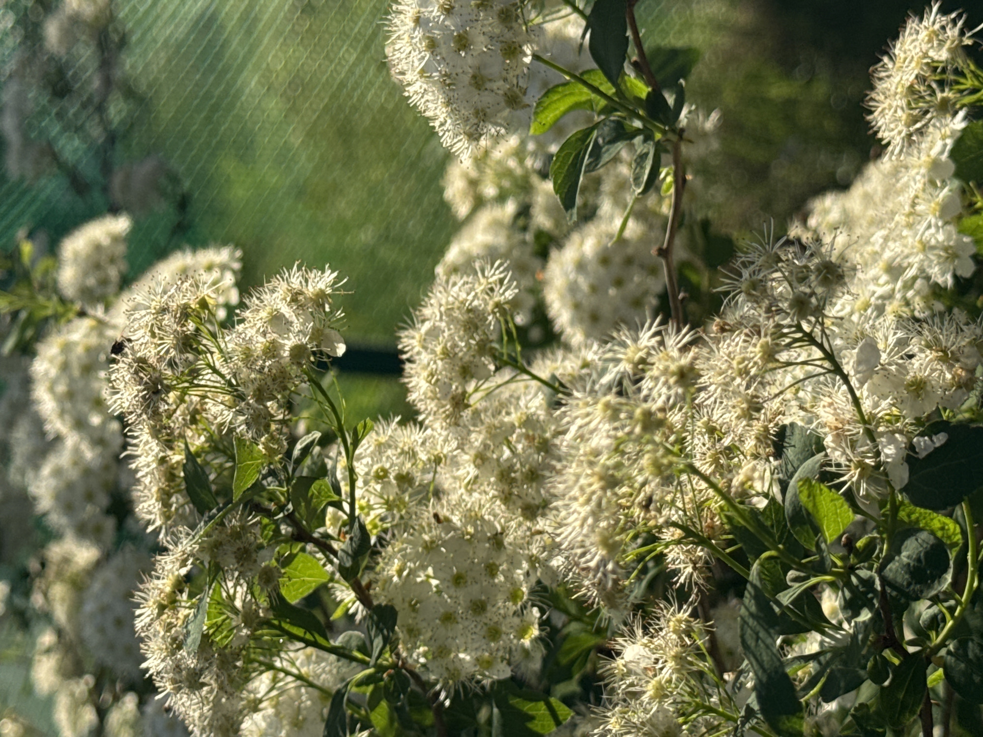 The image depicts a close-up view of a flowering bush. The flowers are white and spherical with a spiky appearance. Green leaves are visible amongst the flowers. A blurred green background, possibly a fence or foliage, is visible behind the bush. The location is Egorii, Russia.