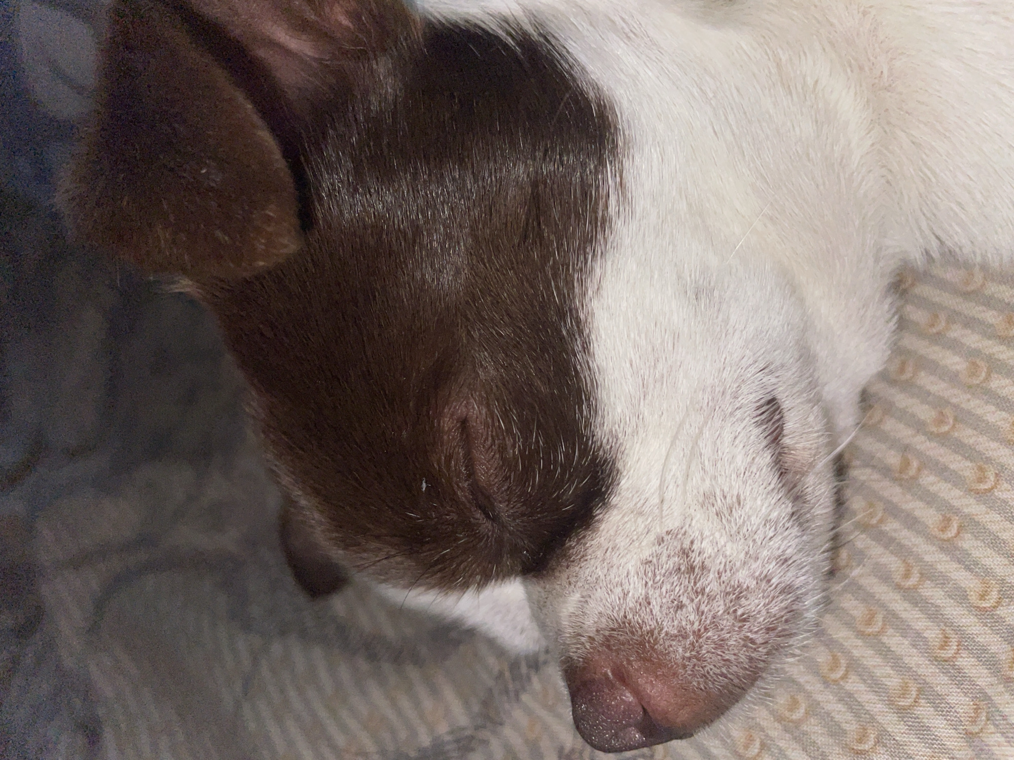 A close-up, side-view, medium shot shows a small, brown and white dog sleeping on a patterned surface. The dog's eyes are closed, and its head is turned to the left. Its fur is short and appears to be clean. The background is blurry, but it seems to be a soft surface, possibly a blanket or cushion, with a striped pattern of light gray and beige. The lighting is dim, casting soft shadows. The dog's snout is visible, with a pink nose and some white fur around it. The ear, with brown fur, is also visible on the right side of the frame.