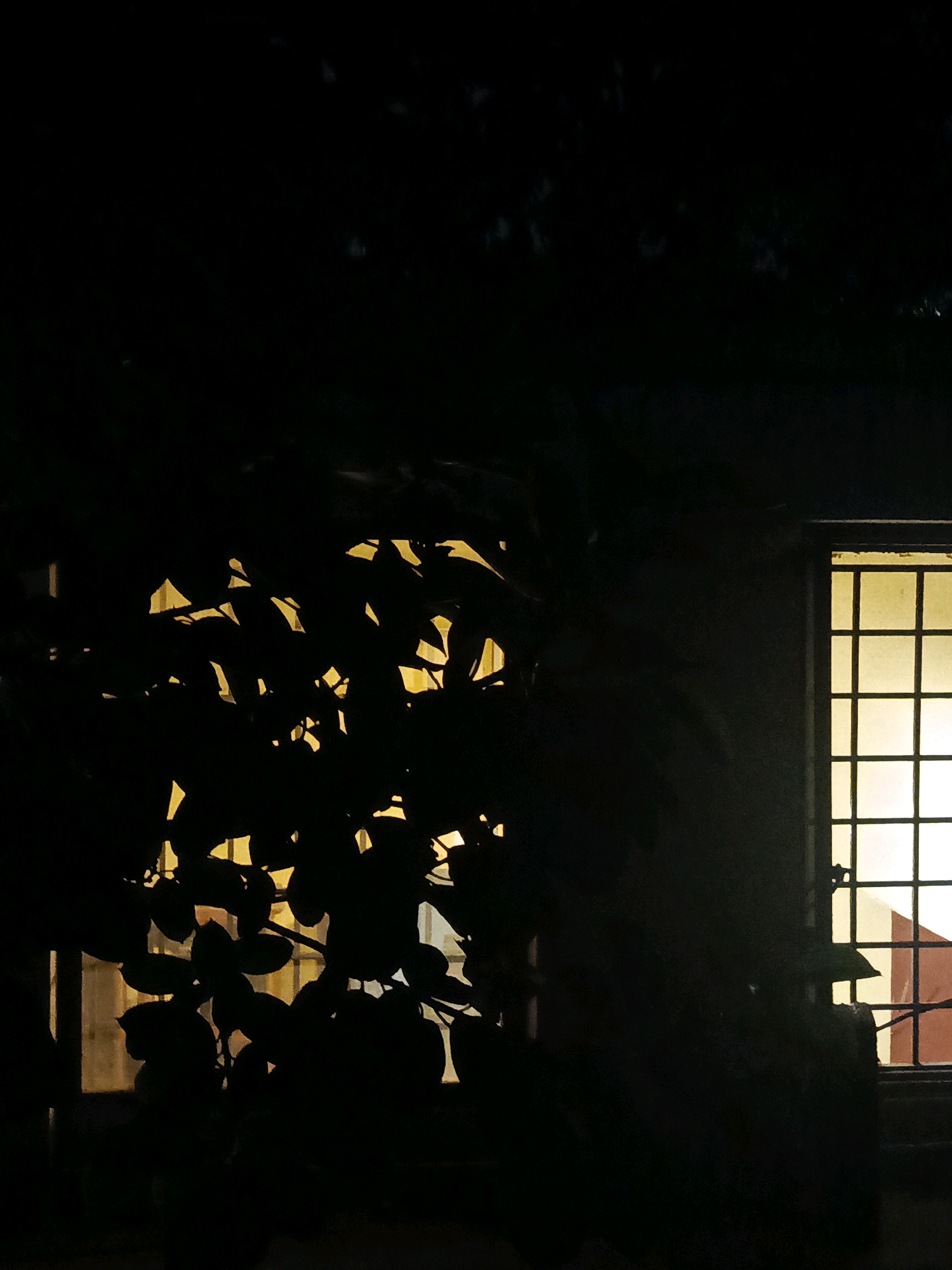 An image taken at night shows a silhouette of dark foliage in the foreground, with a lit window visible in the background. The window appears to be divided into a grid pattern, and light is emanating from within. The overall scene is dark, with limited visibility beyond the immediate subjects. The location is identified as Islamabad, Pakistan.