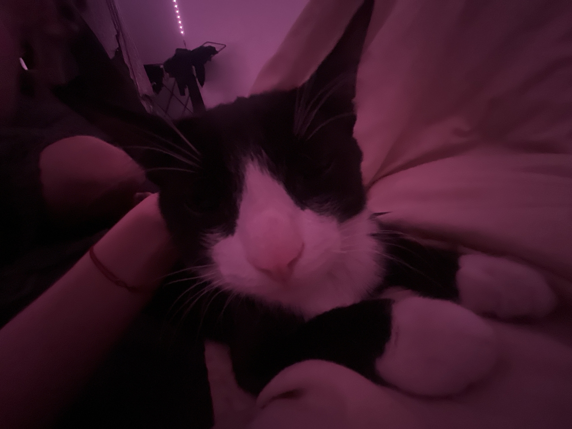 The image captures a cozy indoor scene, likely in a bedroom, under dim, ambient magenta or pink lighting. The primary subject is a black and white tuxedo cat with a prominent white muzzle, a pink nose, and white paws. The cat appears relaxed, possibly sleeping or dozing, resting on soft, pink-hued bedding.
A human arm, likely belonging to the photographer, is visible on the left side of the frame, positioned near the cat. A thin red bracelet is noticeable on the human's wrist. In the blurred background, a line of string lights, possibly LED strip lights, illuminates the upper portion of a wall or ceiling. Below the lights, dark, indistinct shapes suggest furniture, potentially a clothing rack with items hanging on it.
The activity depicted is a quiet interaction between a human and a cat, suggesting a moment of affection or companionship. The strong pink lighting creates a warm and intimate atmosphere, indicative of evening or nighttime. There is no visible text in the image. While the location context provided is Saint Petersburg, Russia, no specific visual cues within the image confirm this location.