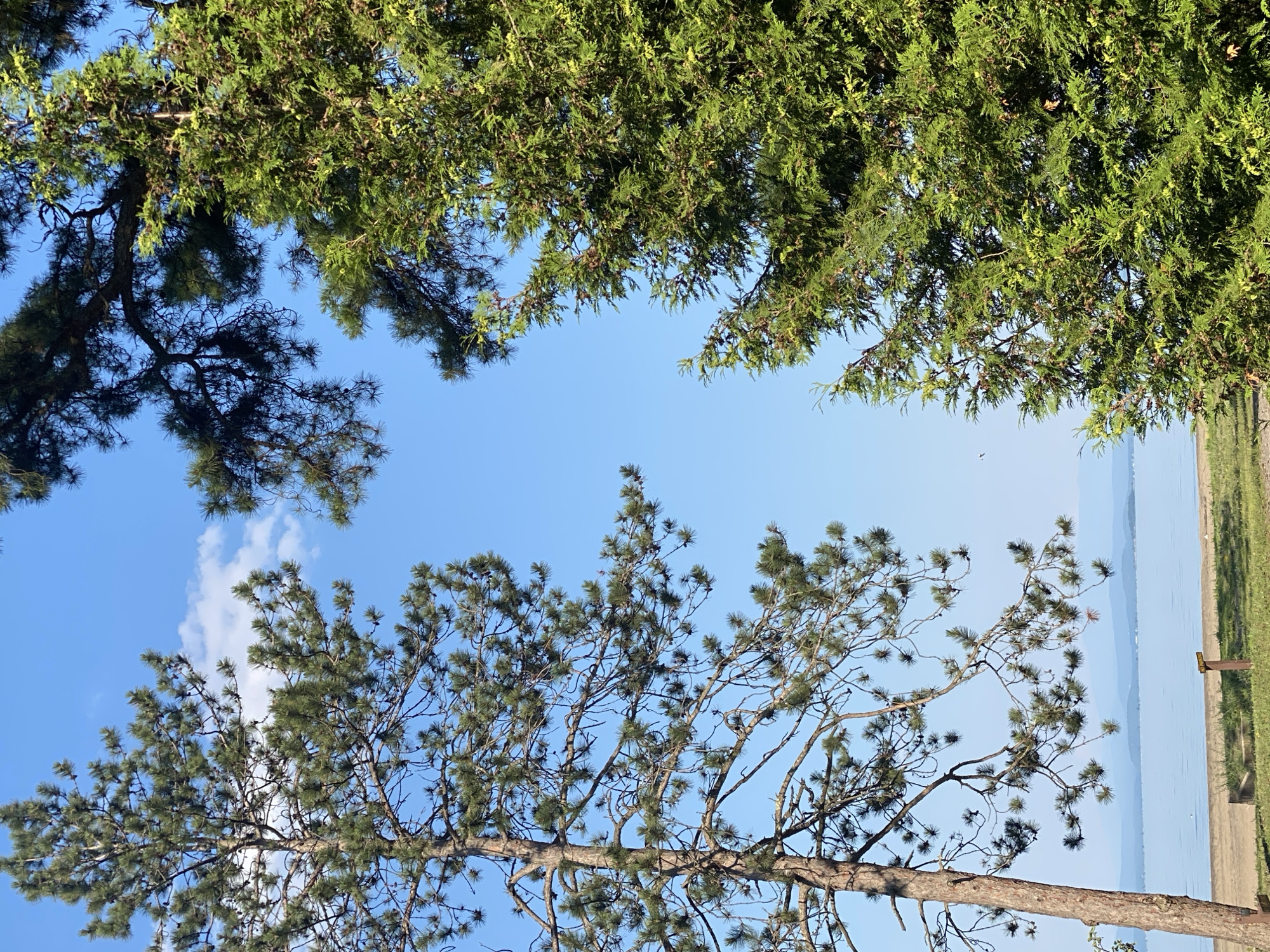 This is a landscape photograph taken from a low angle, looking up at trees against a bright blue sky. The tops of two different types of trees are visible. In the upper part of the image, the dense, feathery foliage of a cedar or cypress tree dominates, with its branches reaching across the frame. In the lower part, the branches of a pine tree, with its characteristic needle-like leaves and cones, extend upwards. The pine tree is more prominently featured, with its rough bark and numerous branches creating a complex silhouette against the sky.
Between the trees, the sky is clear and a vibrant blue, with a single wispy white cloud visible in the upper left quadrant. In the distance, beyond the trees, a large body of water, likely a lake or ocean, stretches to the horizon. The water appears calm and hazy, suggesting a clear day. To the right of the water, a strip of green grass and a light-colored sandy area are visible, possibly a shoreline or park. A small wooden sign or marker is also present in this area. The overall impression is one of a serene outdoor setting, likely a park or natural area near water, on a clear day. The lighting suggests it is daytime, likely late morning or early afternoon due to the bright sunlight illuminating the foliage. No people or animals are visible in the image, and no discernible text is present.