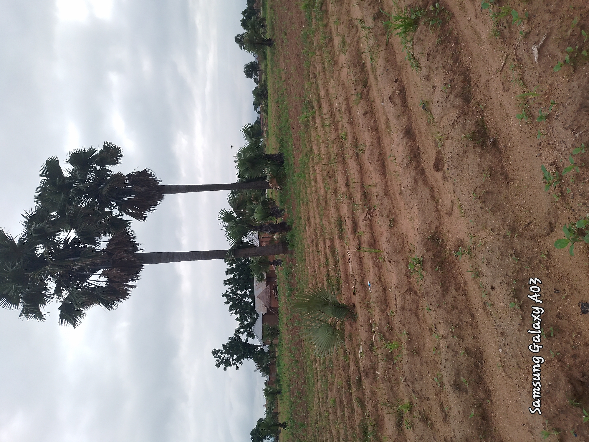 In the foreground, a field of tilled earth is visible, with rows of young plants just beginning to sprout. Scattered green vegetation dots the soil. To the left of the field, a small, spiky palm plant stands out. In the mid-ground, several palm trees are prominently featured. Two tall palm trees stand side-by-side, their fronds reaching towards the overcast sky. Behind them, a cluster of traditional mud-brick houses with thatched roofs are nestled amongst other trees. A few smaller palm trees are scattered around the settlement. The background consists of a dense line of trees and vegetation, with more houses peeking through. The sky is heavily clouded, suggesting an overcast day. The lower left corner of the image displays the text "Samsung Galaxy A03" in white, stylized font. The scene appears to be in Angwan Hausawa, Nigeria.