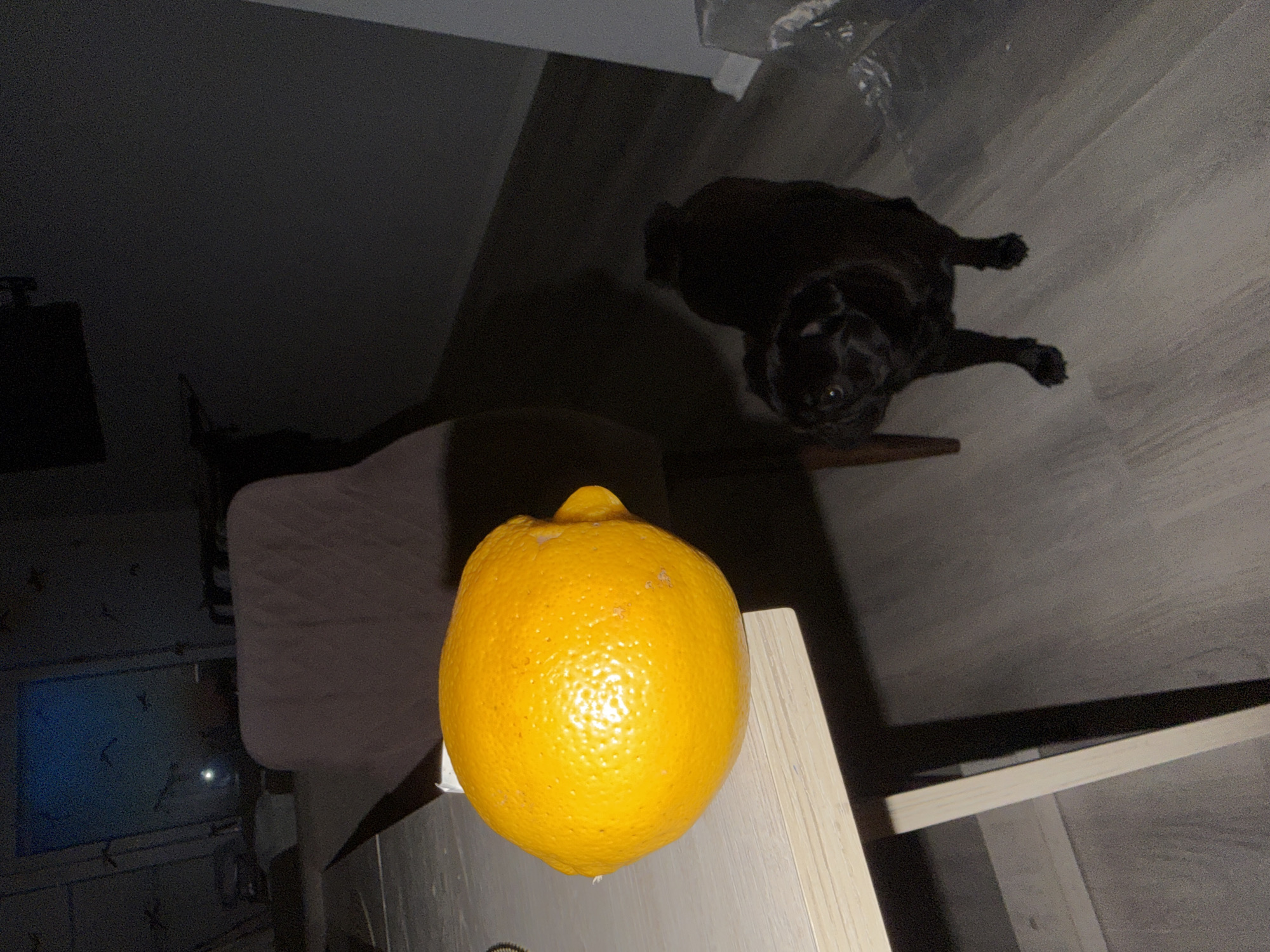The image shows a black pug standing on a gray wood-like floor next to a table. A large, bright yellow lemon is on the table, and a dark chair is in the background. A window with a dark blue sky is visible through the chair. The room appears to be dimly lit, with the exception of the lemon which is well-lit. There is no indication of the location being in Sirius, Russia, or any specific city.